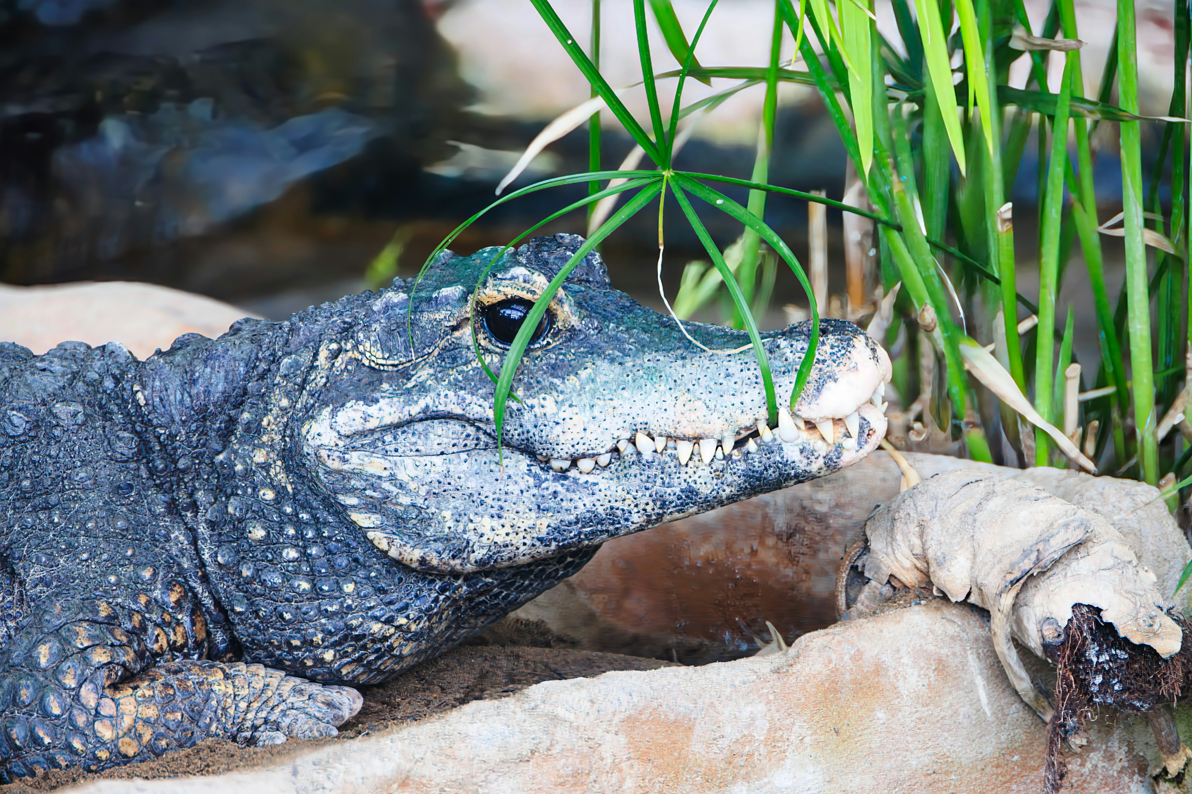 Un cocodrilo azul descansando sobre una roca junto al agua