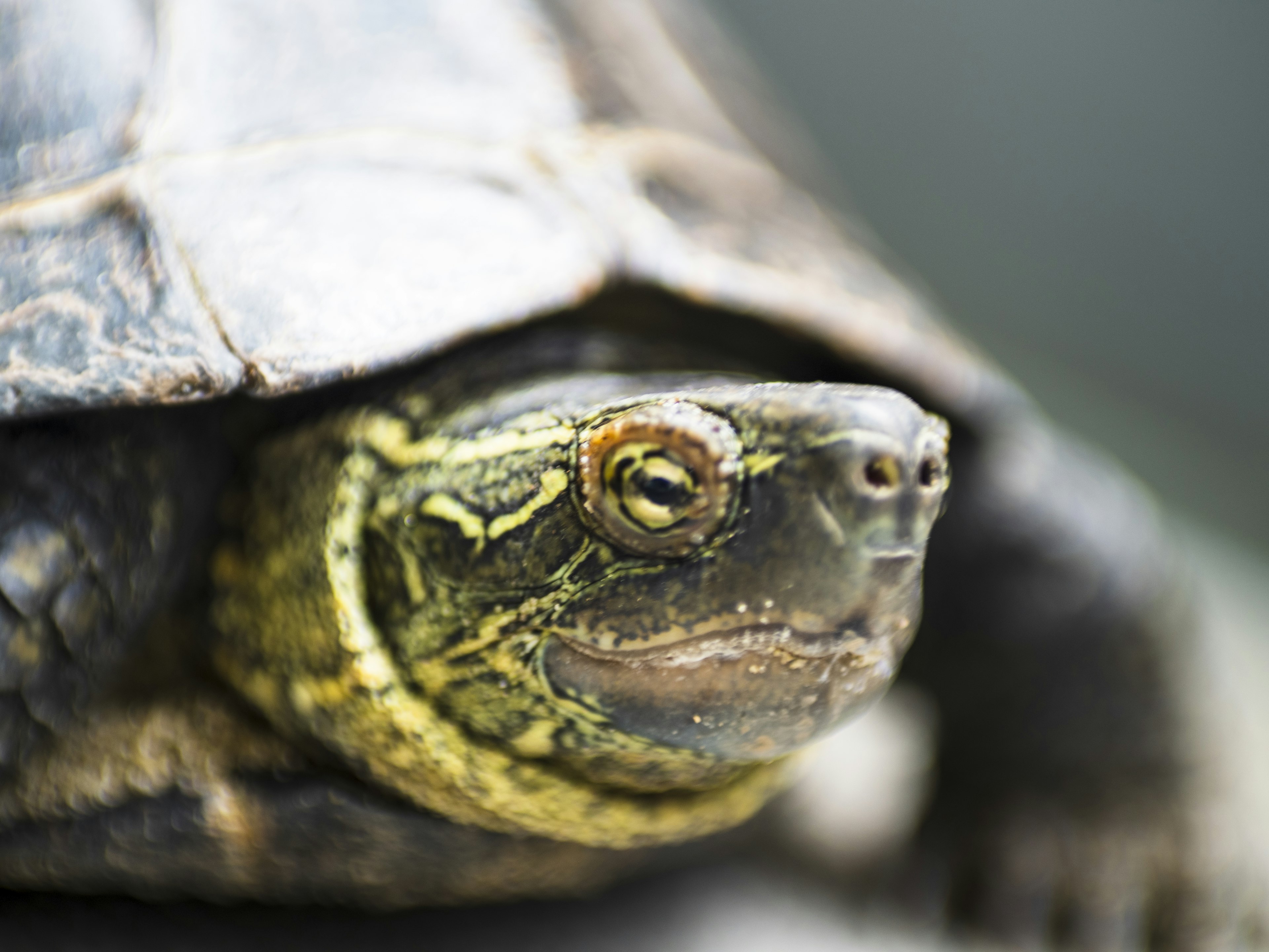 Close-up image of a turtle's face with a dark shell