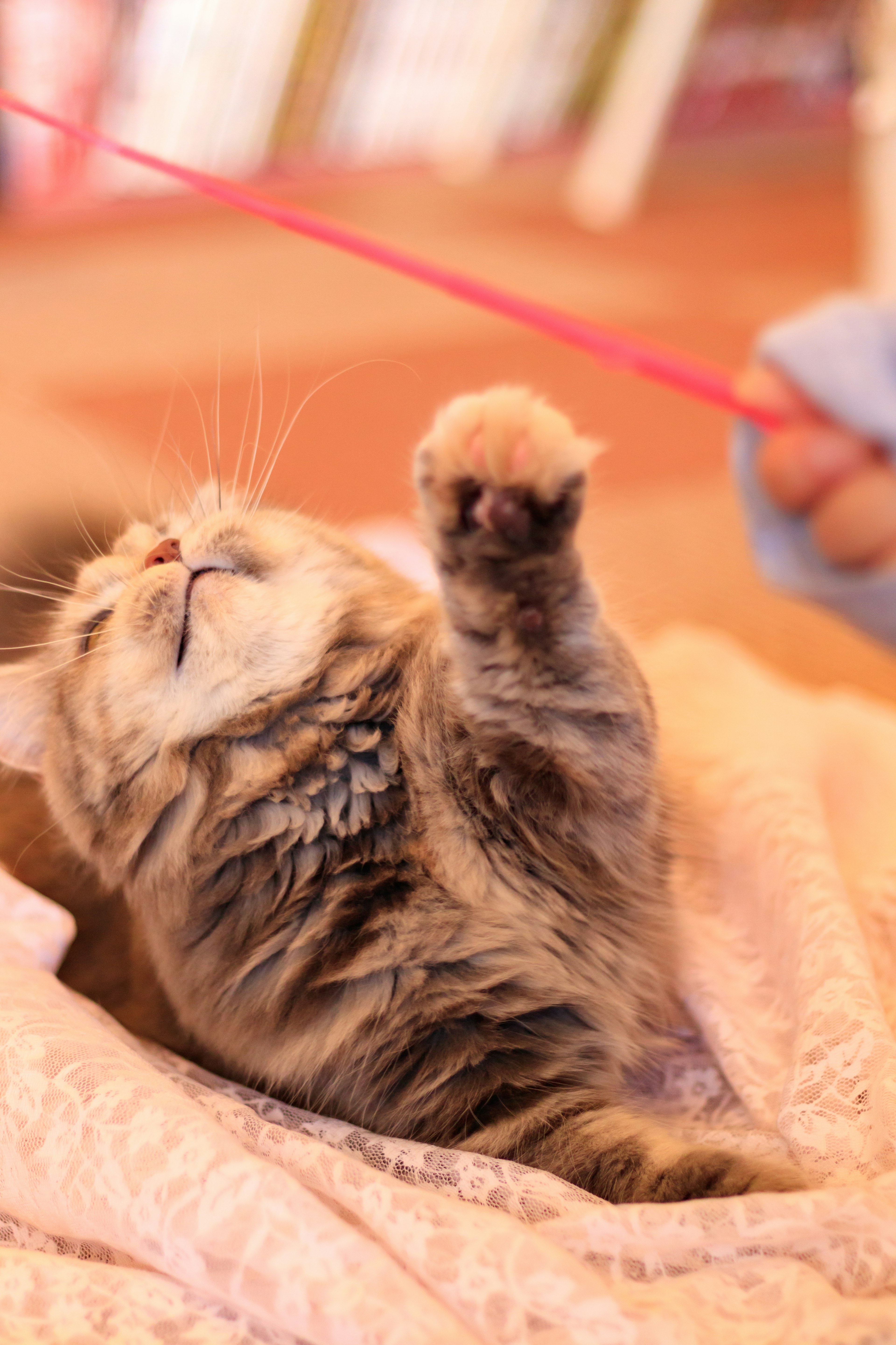 A playful cat reaching for a toy string