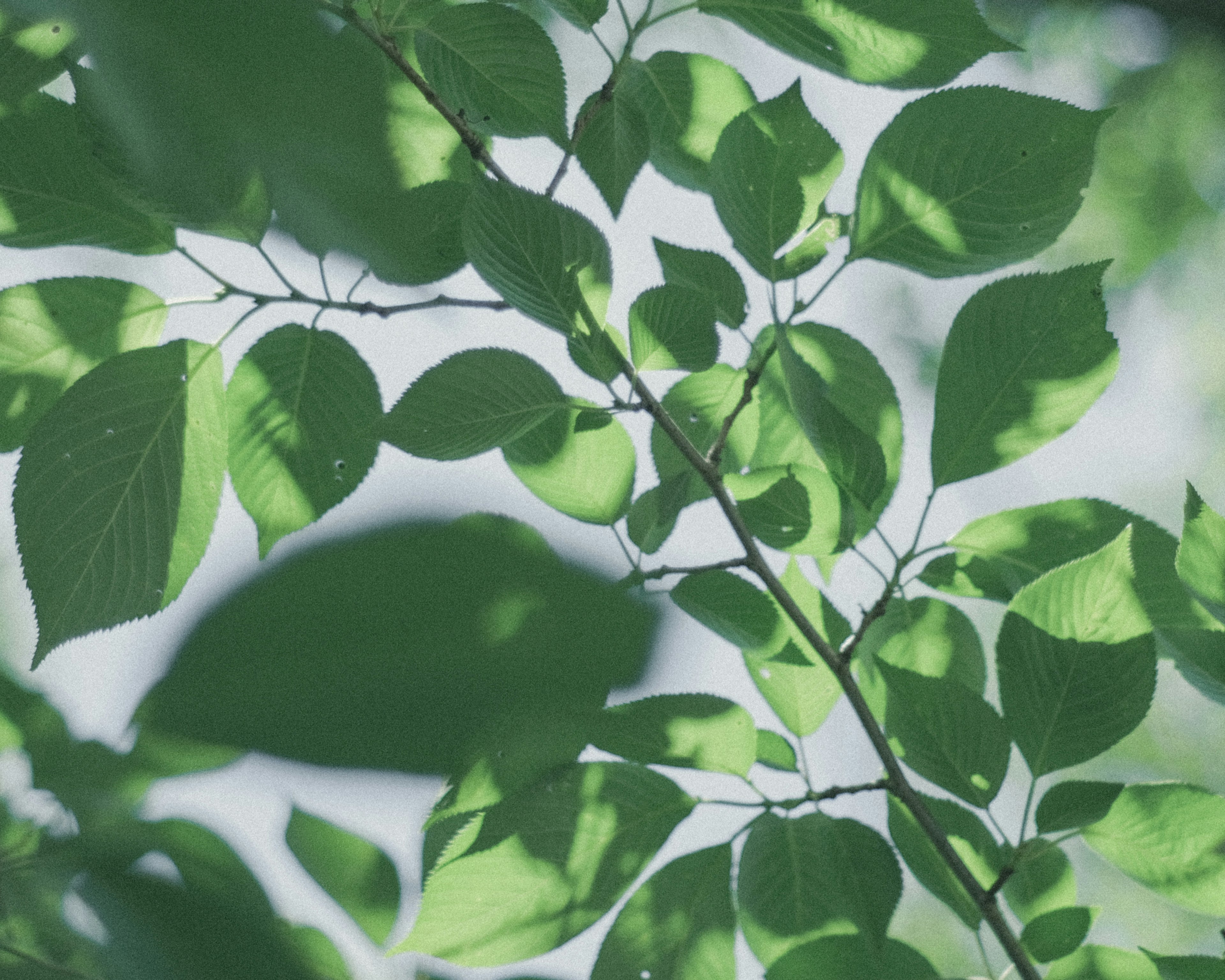 Hermosa composición de hojas verdes superpuestas y sus sombras