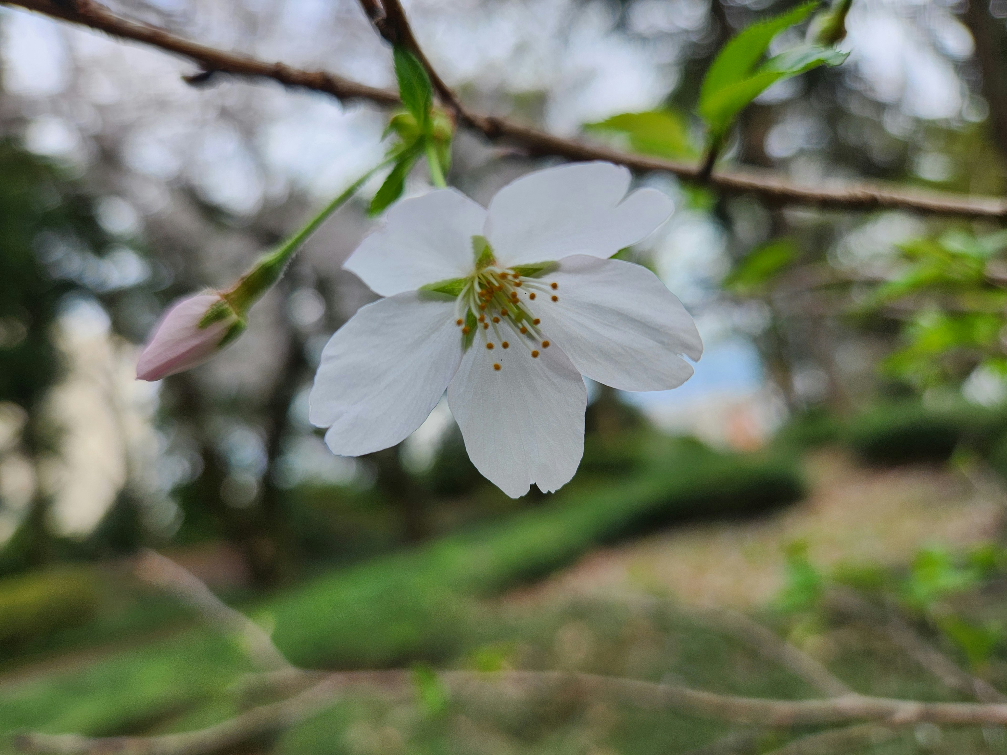 Une fleur de cerisier blanche épanouie sur une branche