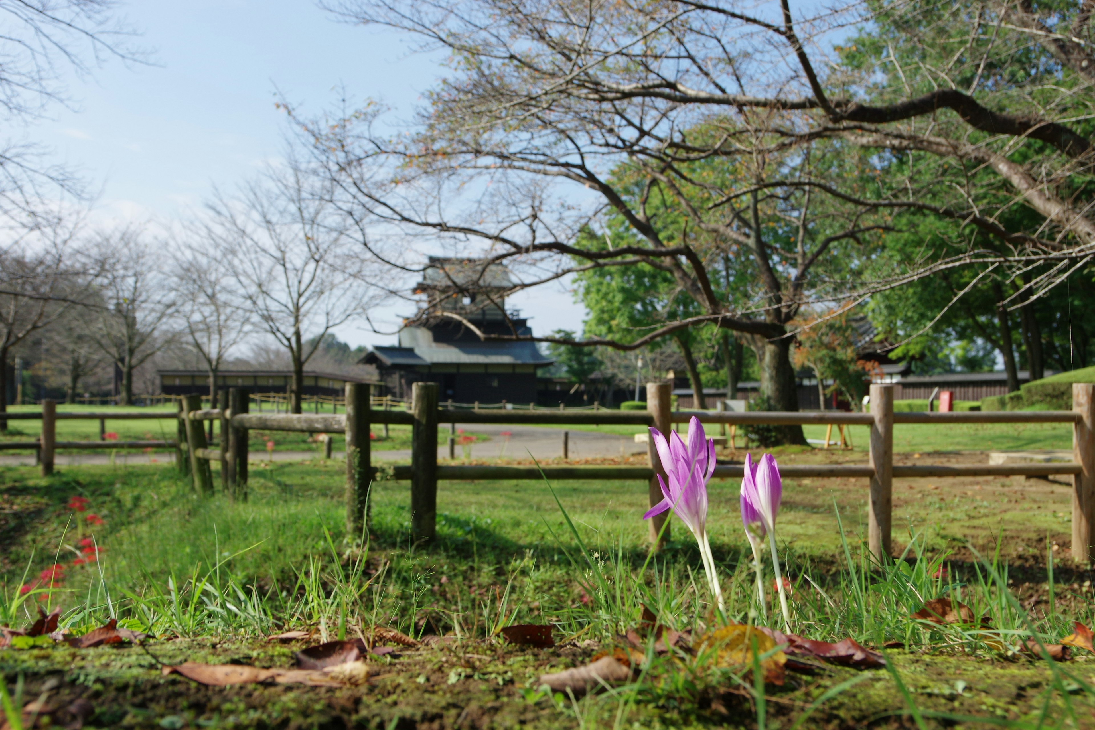 春天的花朵在公園盛開，背景是古老的城堡