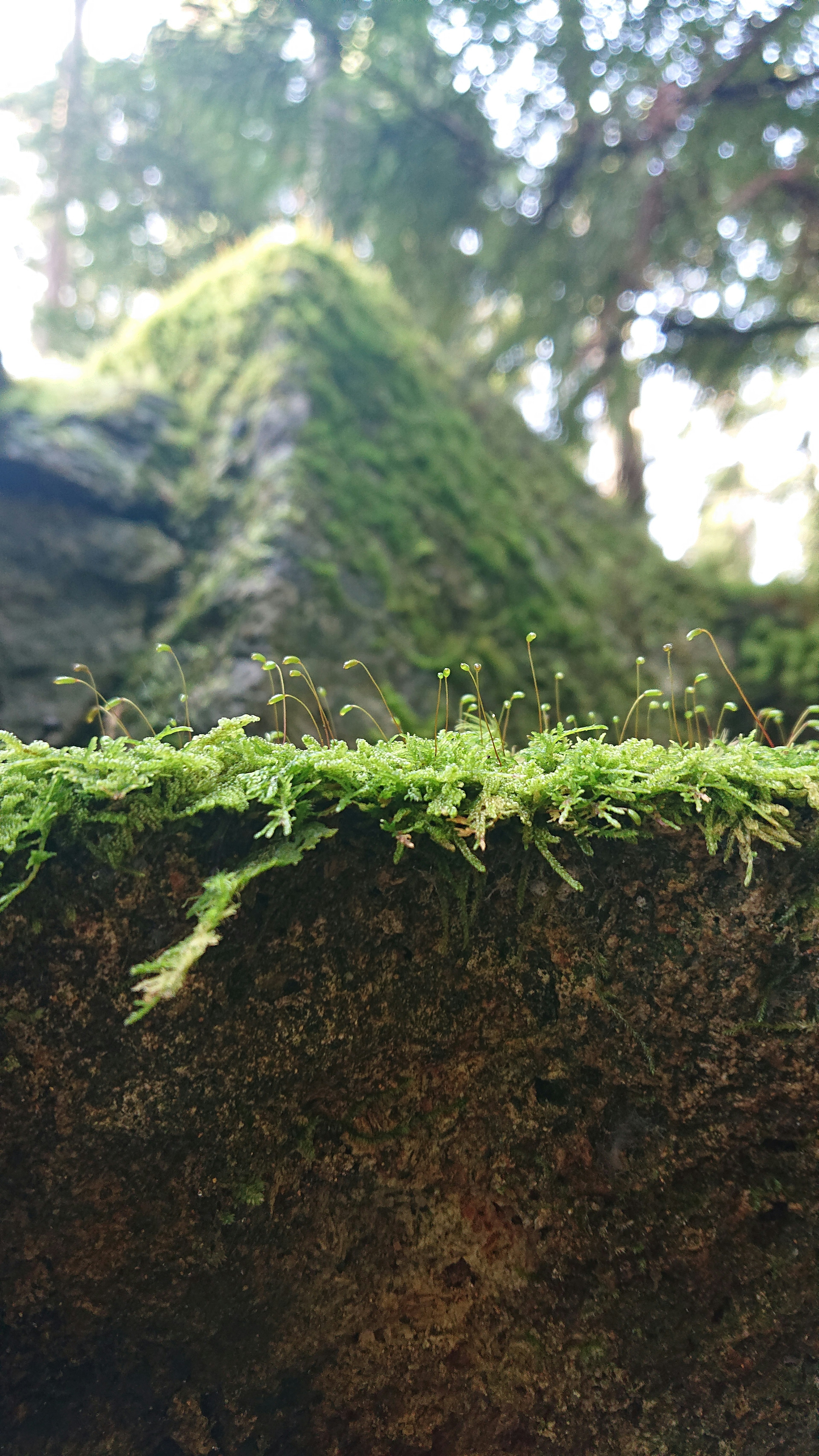 Acercamiento de una roca cubierta de musgo Musgo verde cubre la superficie de la roca Luz natural que filtra