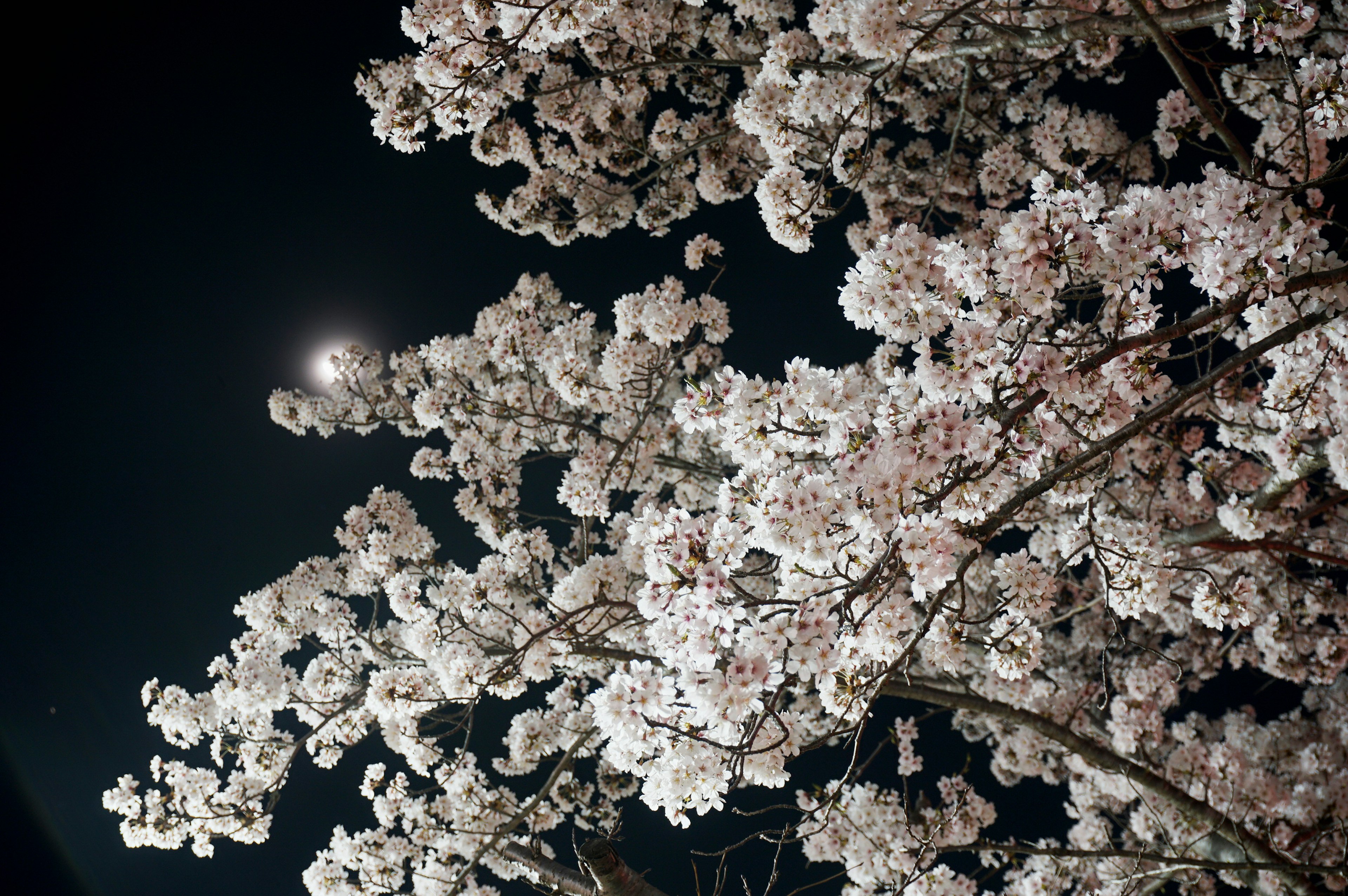 Kirschblüten, die im Mondlicht vor einem Nachthimmel leuchten