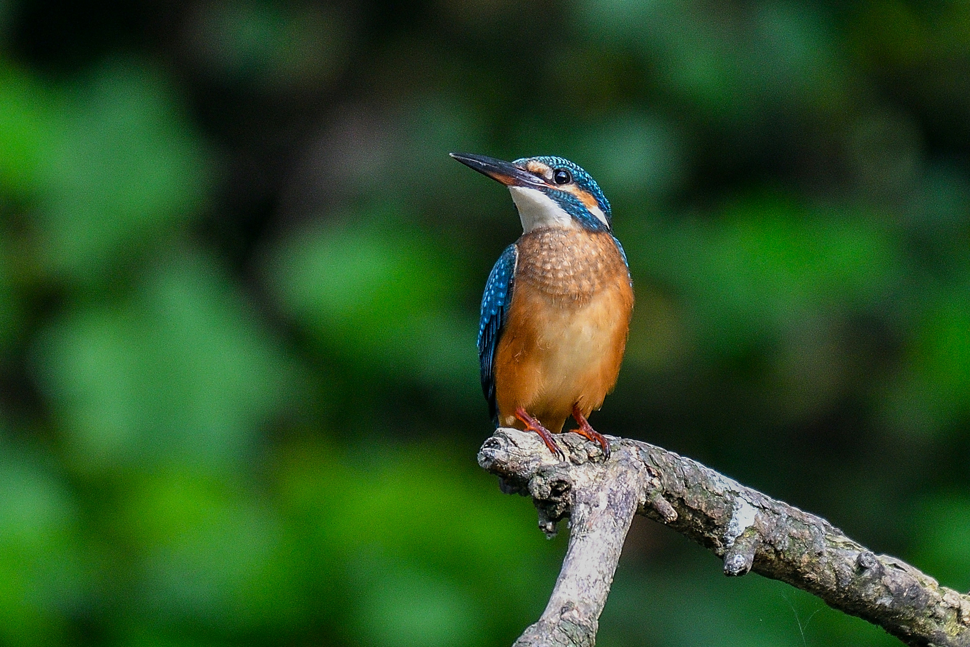 Ein lebhafter Eisvogel, der auf einem Ast mit grünem Hintergrund sitzt