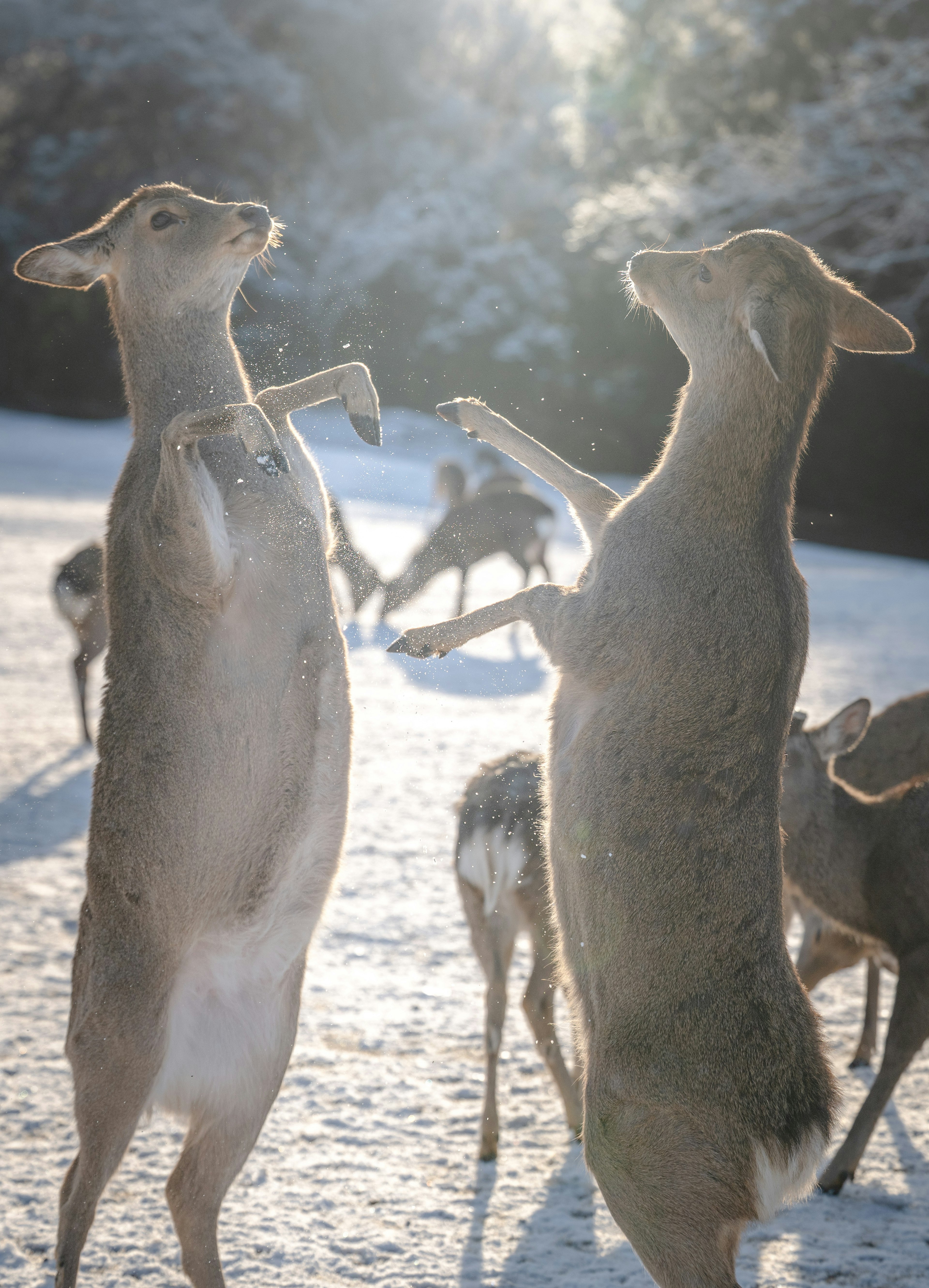 Two deer standing upright in the snow