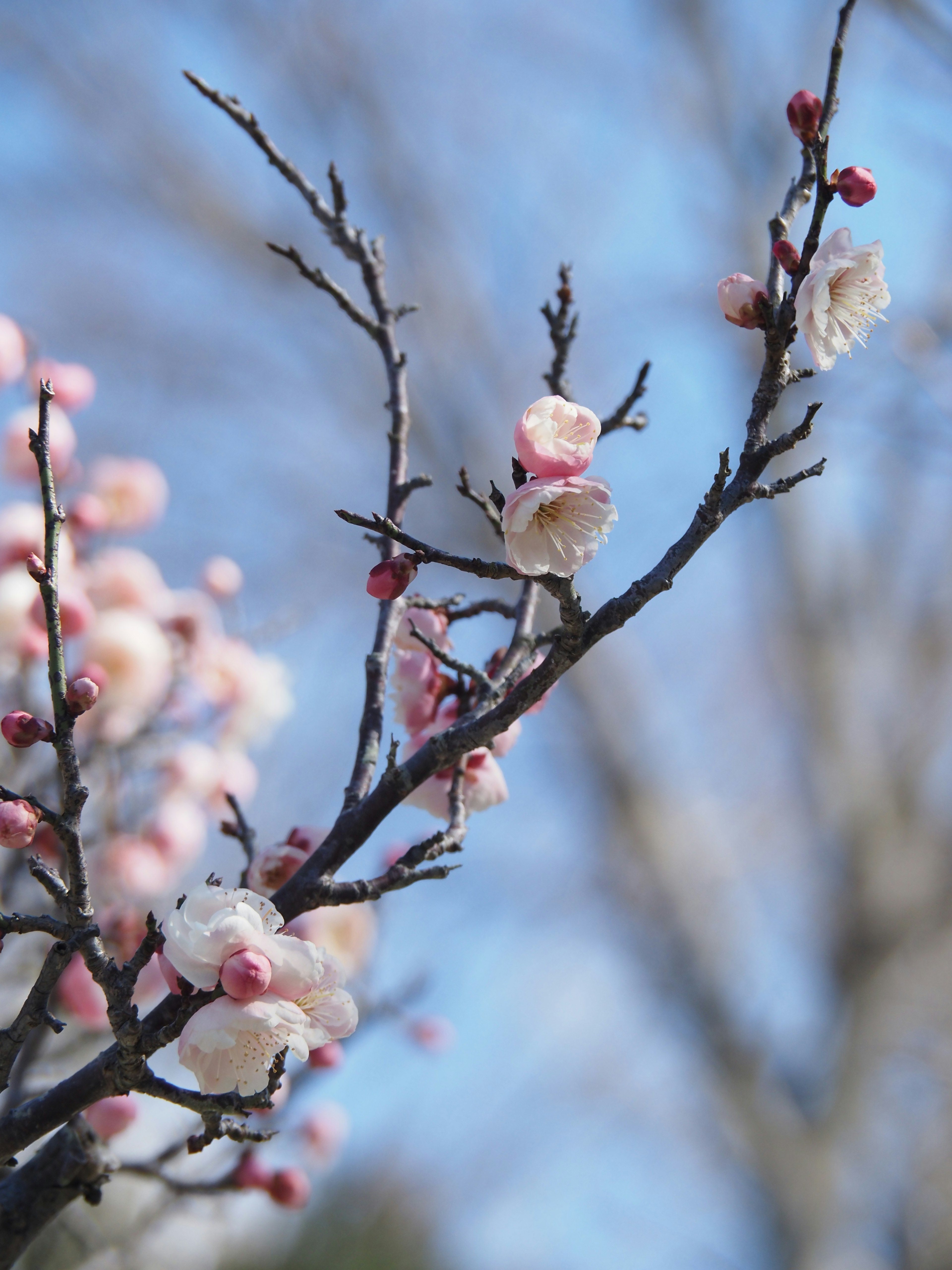 Nahaufnahme von Kirschbaumzweigen mit rosa Blüten vor blauem Himmel