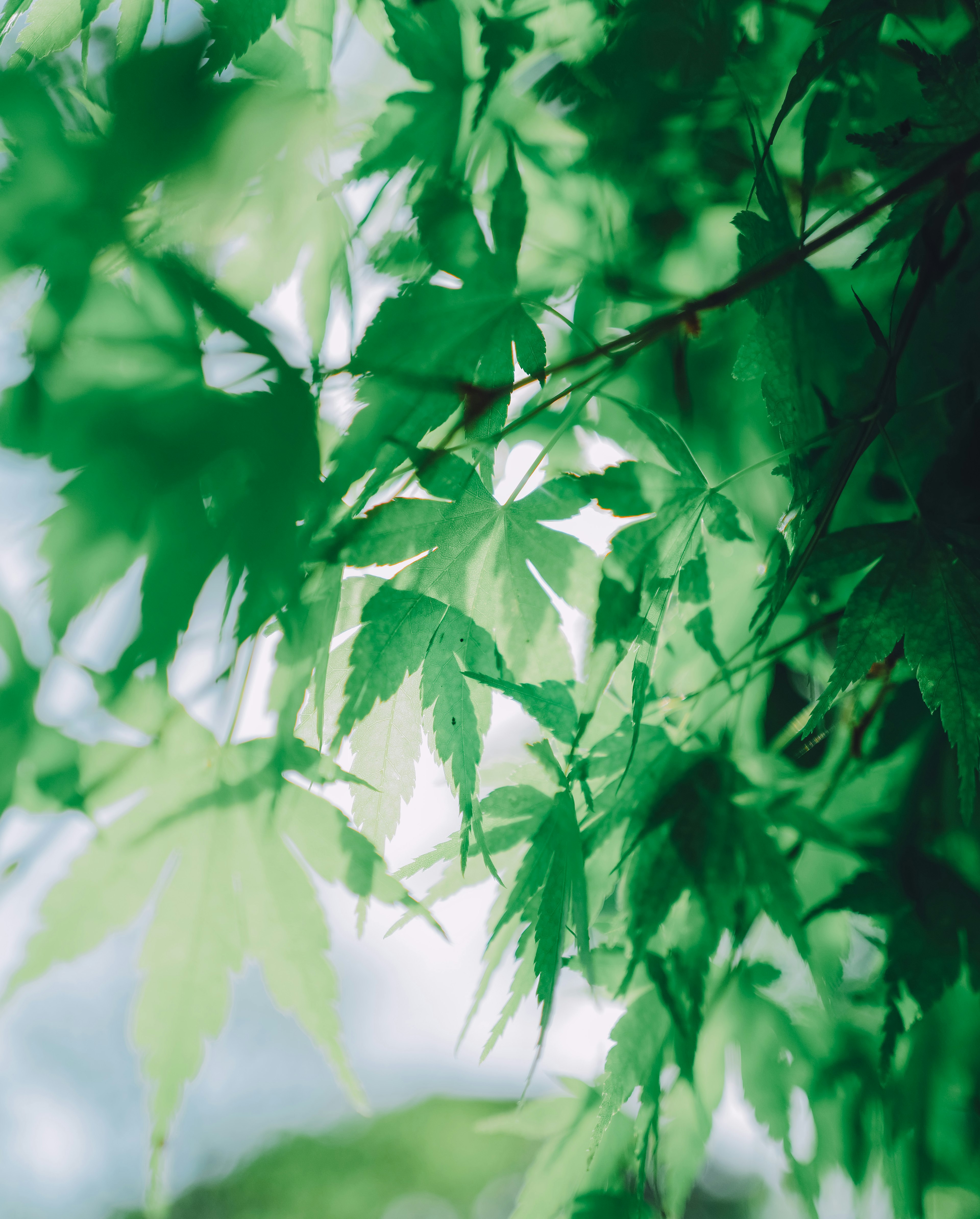 Overlapping green maple leaves with soft sunlight