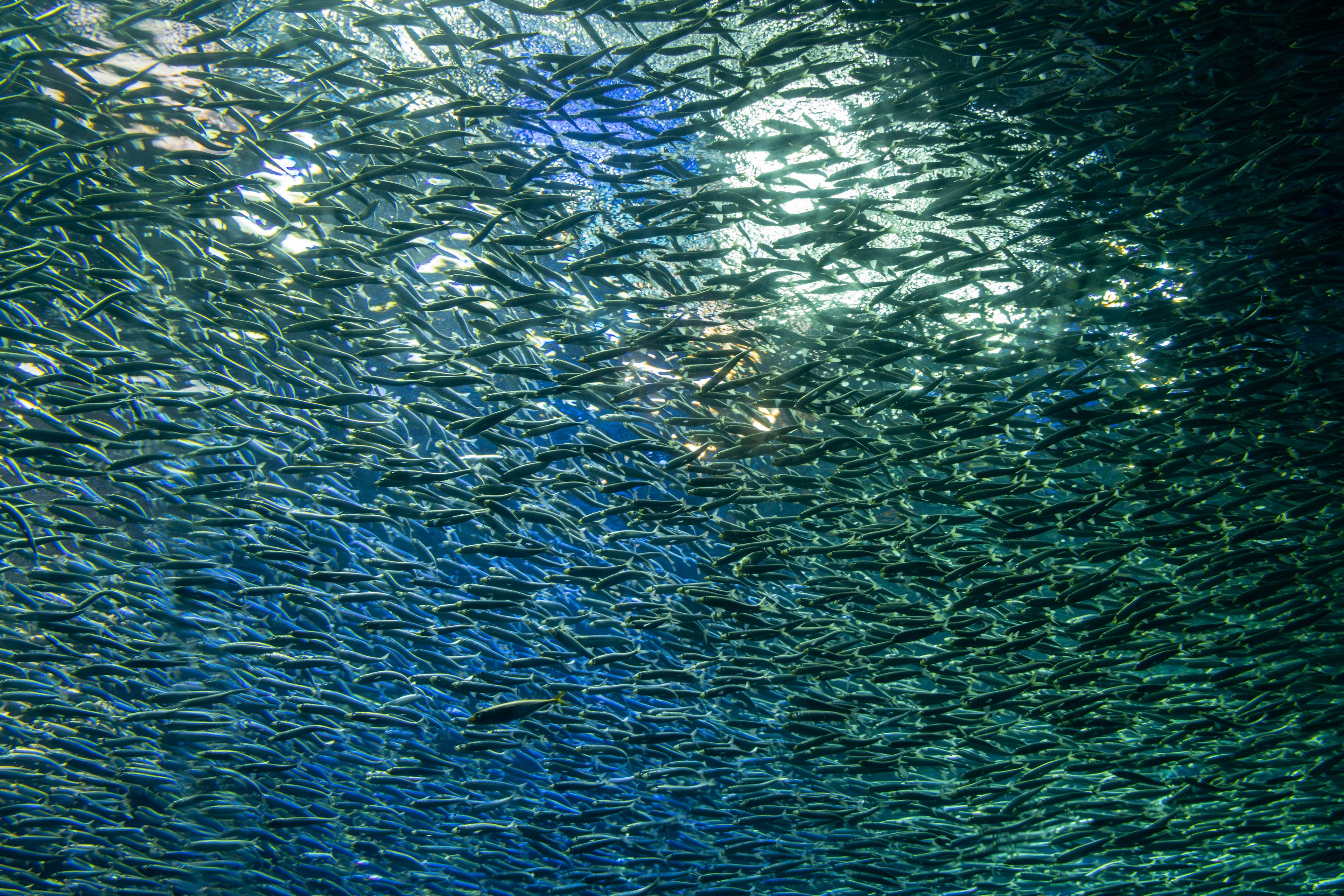 Eine schöne Ansicht eines Fischschwarm, der im blauen Wasser schwimmt