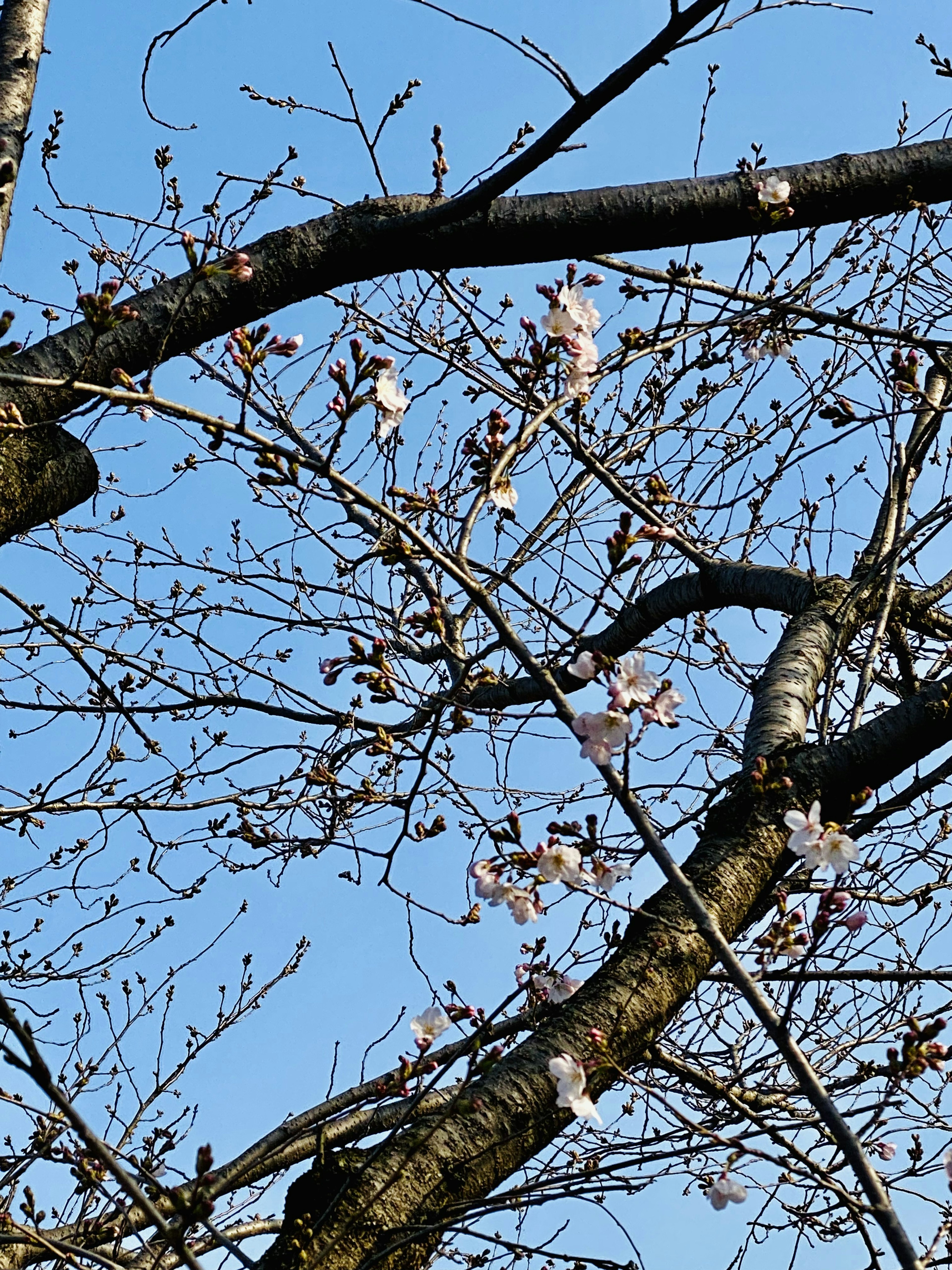 Kirschblüten, die auf Ästen vor einem blauen Himmel blühen