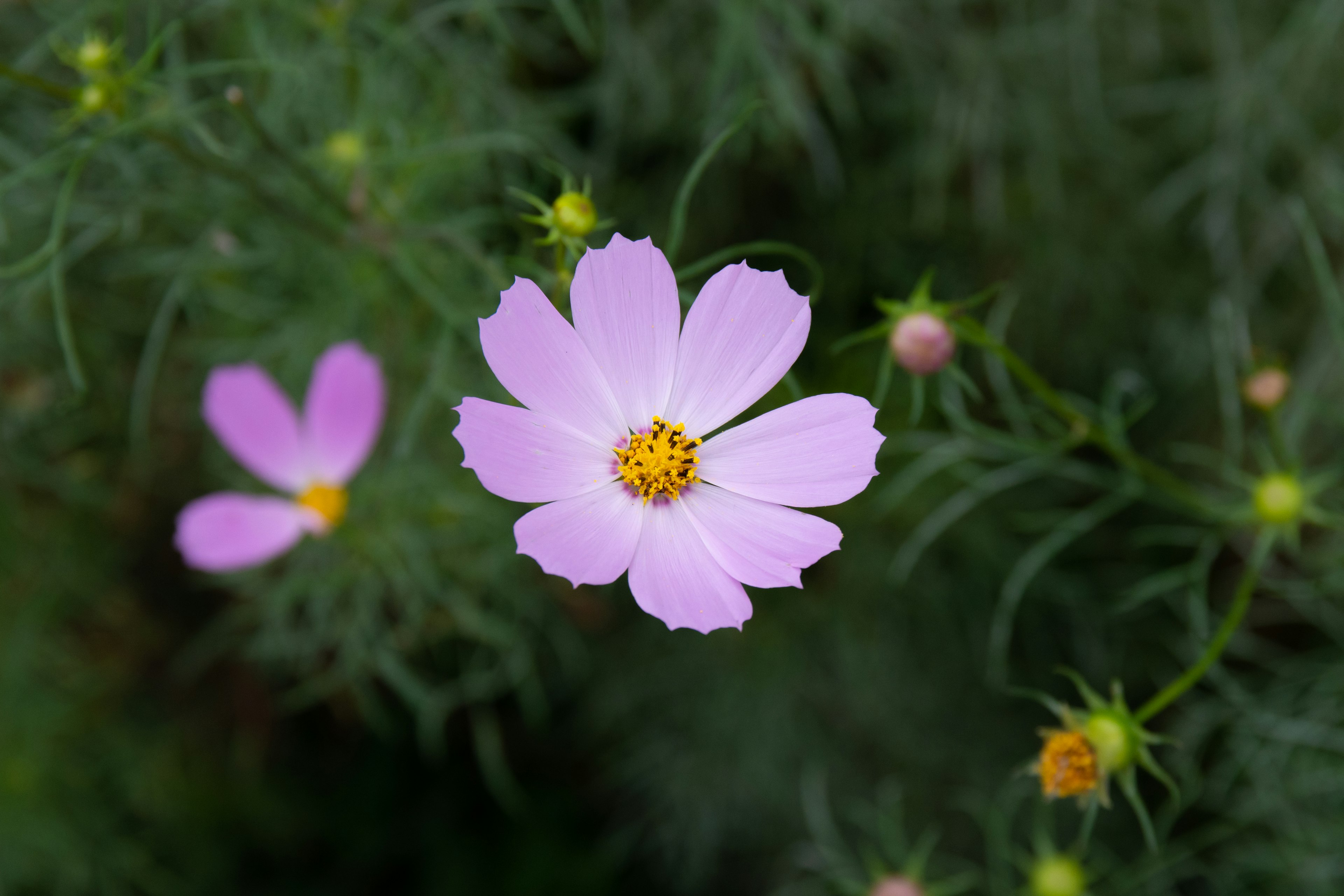 Una flor de cosmos de color púrpura claro floreciendo entre el follaje verde