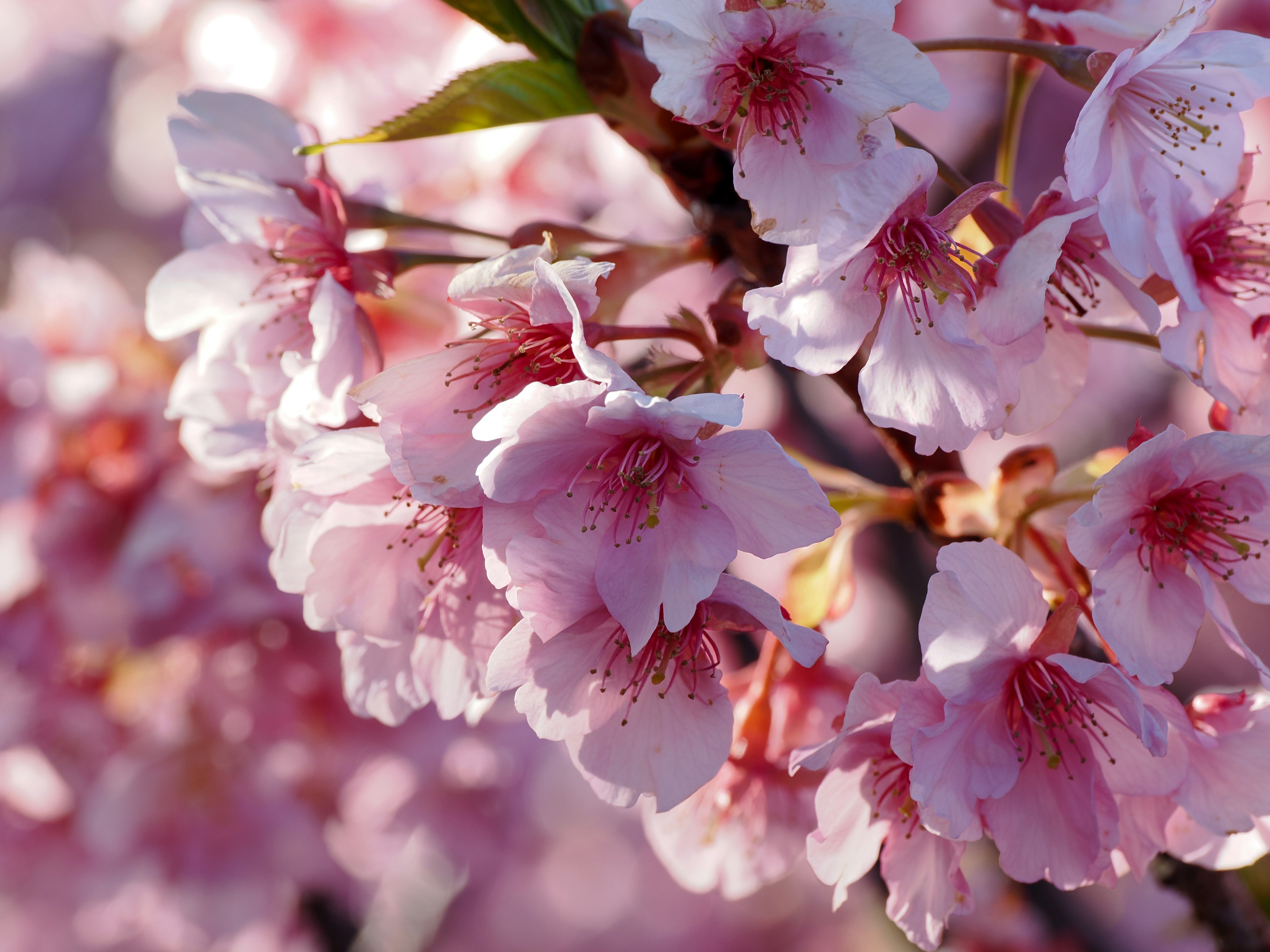 Gros plan de fleurs de cerisier sur une branche avec de magnifiques pétales roses