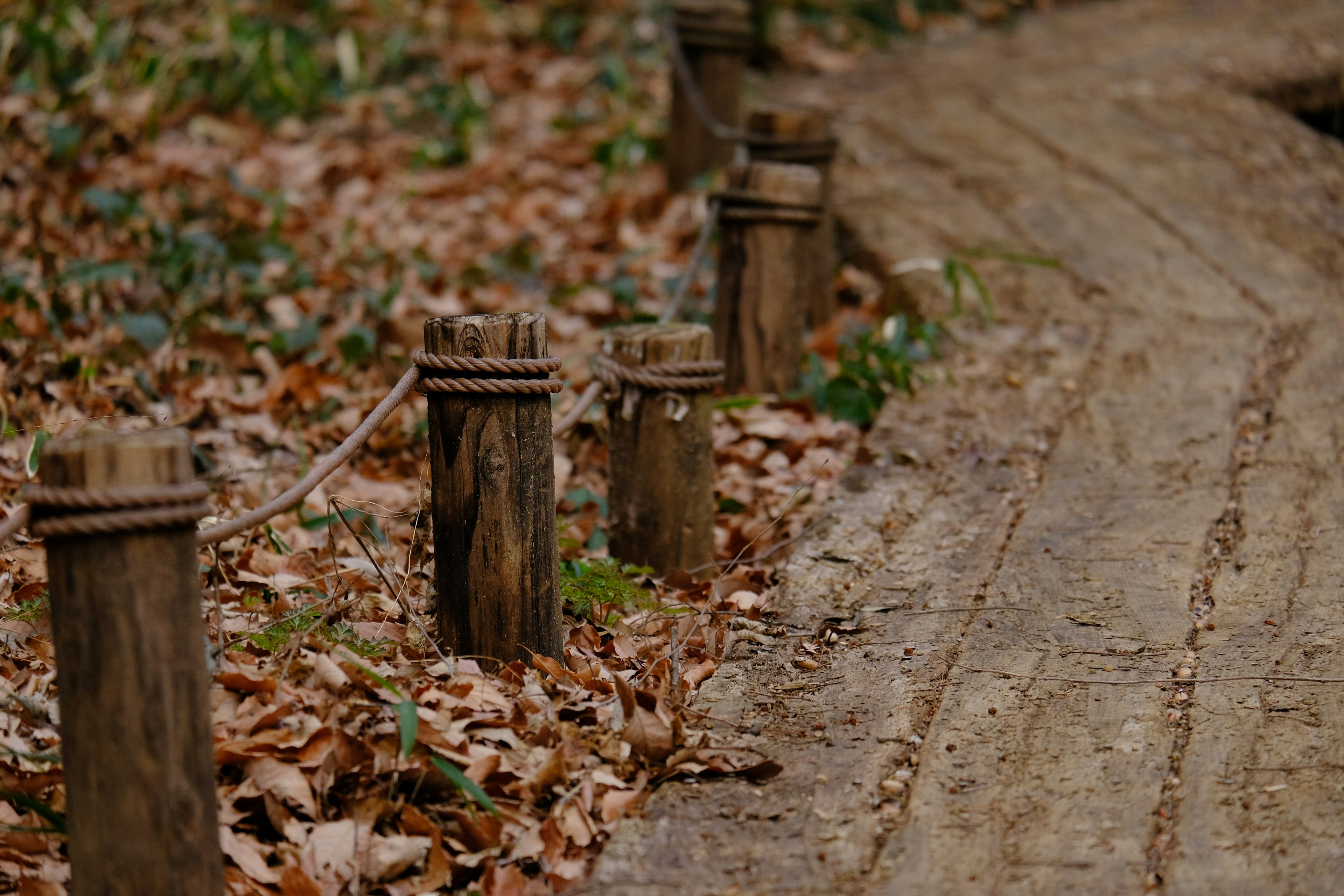 Un camino serpenteante bordeado de postes de madera y hojas de otoño dispersas