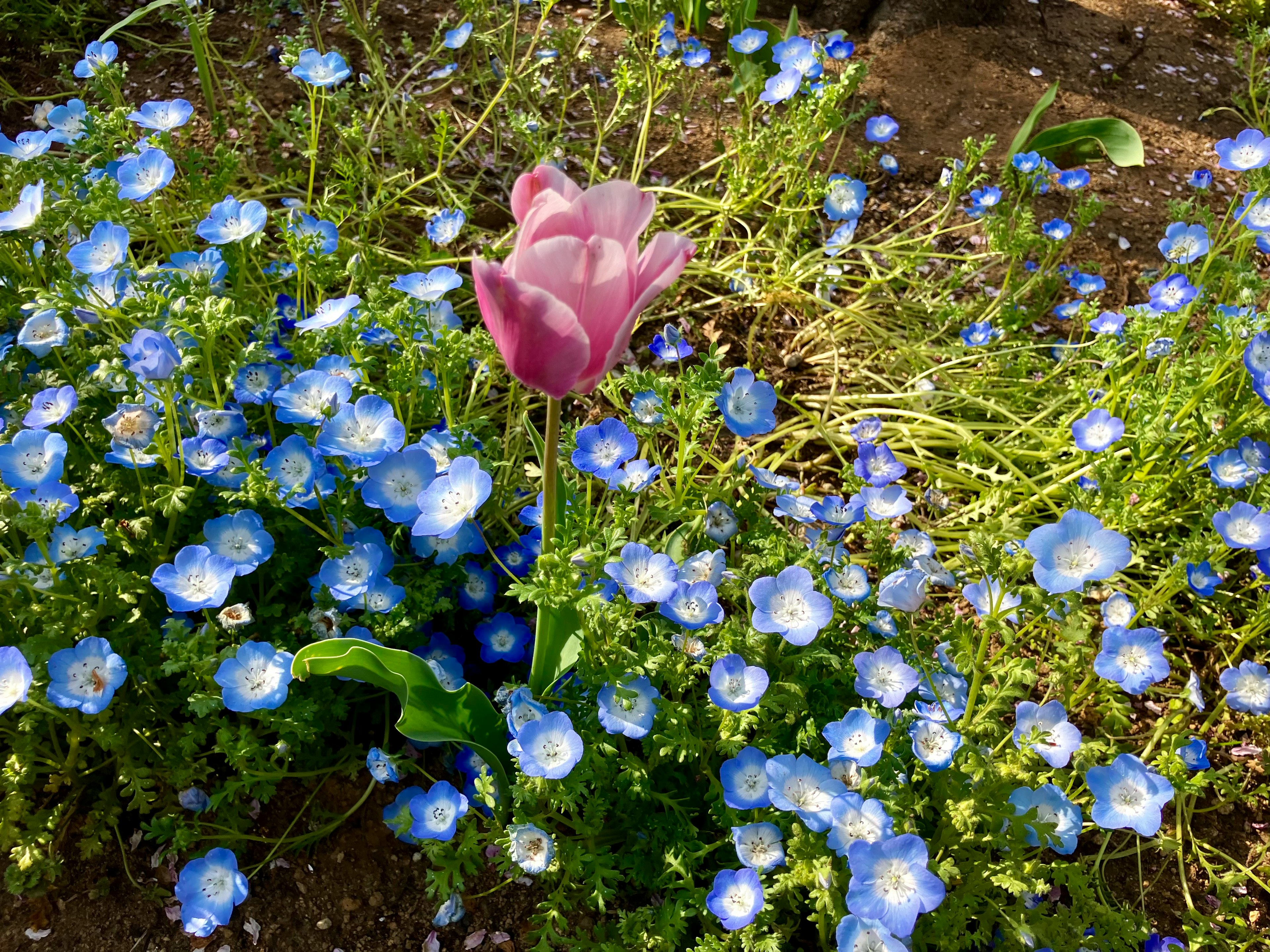 Tulipe rose entourée de fleurs bleues