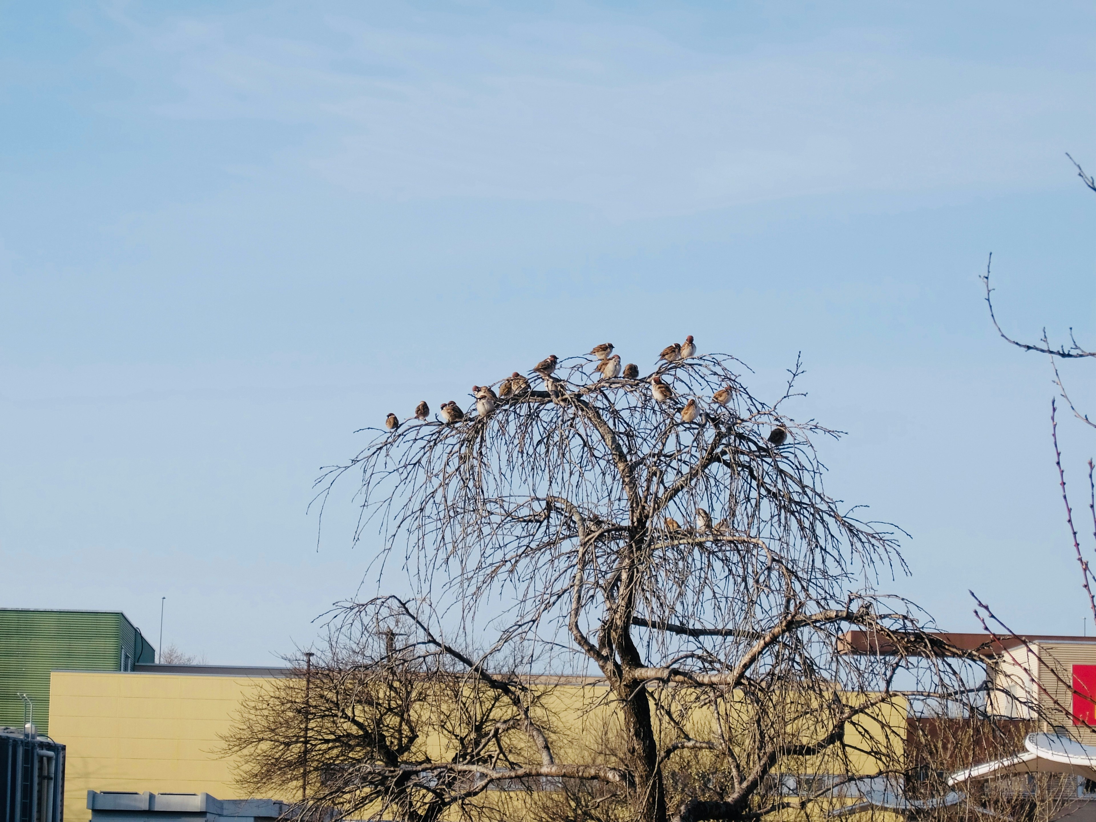 空に向かって枝にとまる鳥たち