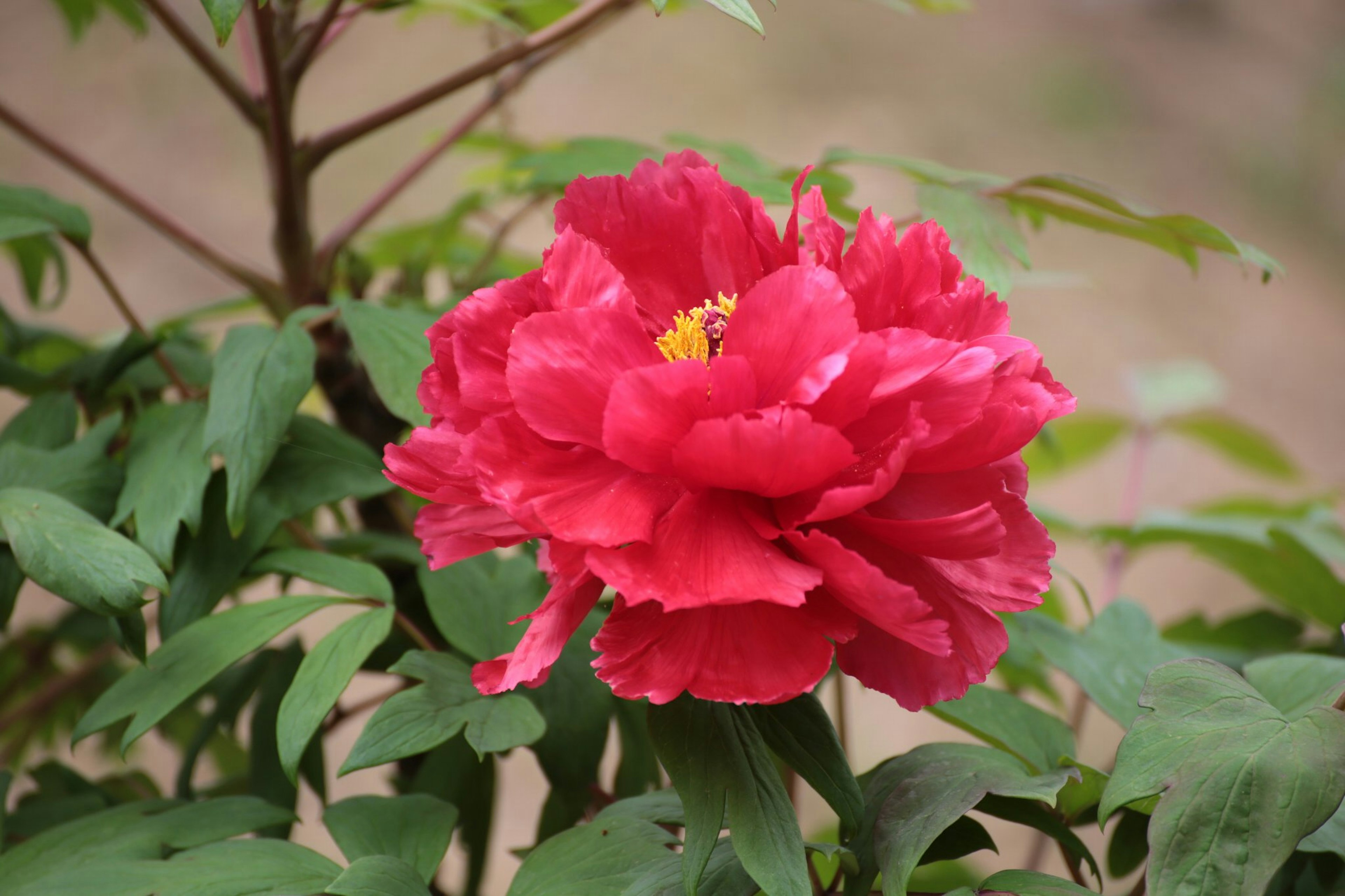 Primo piano di un fiore rosso vibrante su una pianta verde