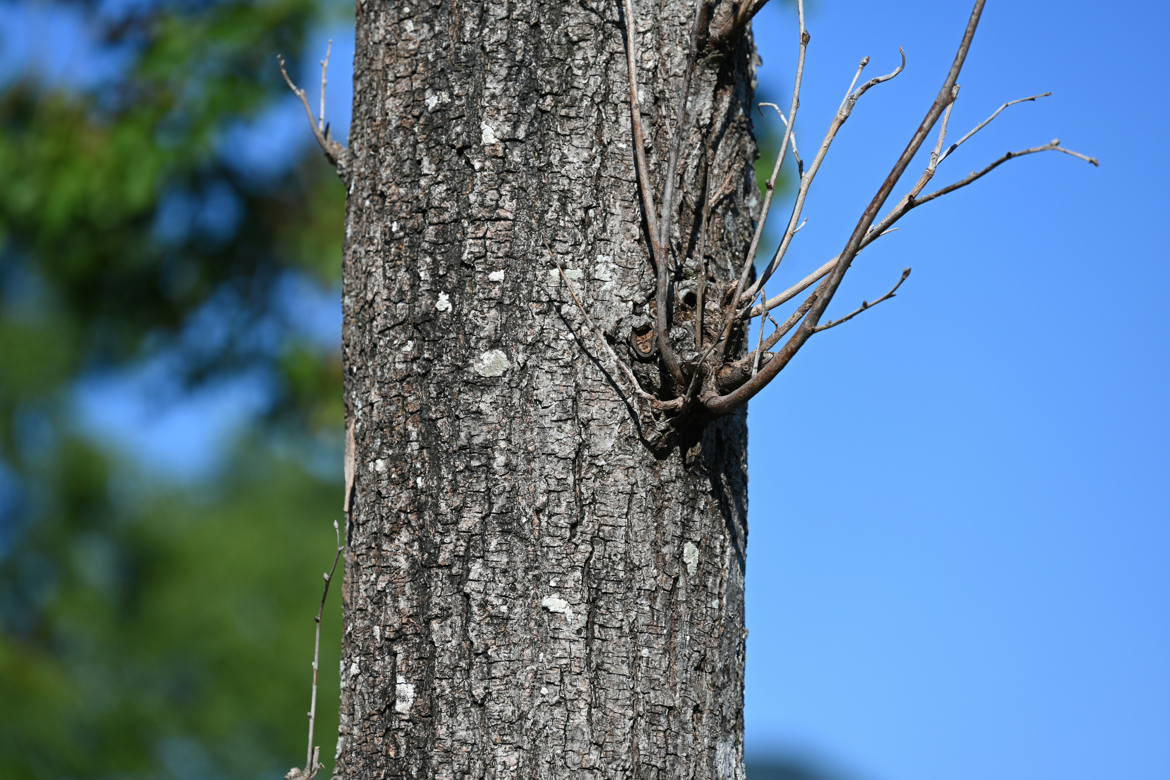 Una criatura camuflada que se asemeja a un camaleón en un tronco de árbol