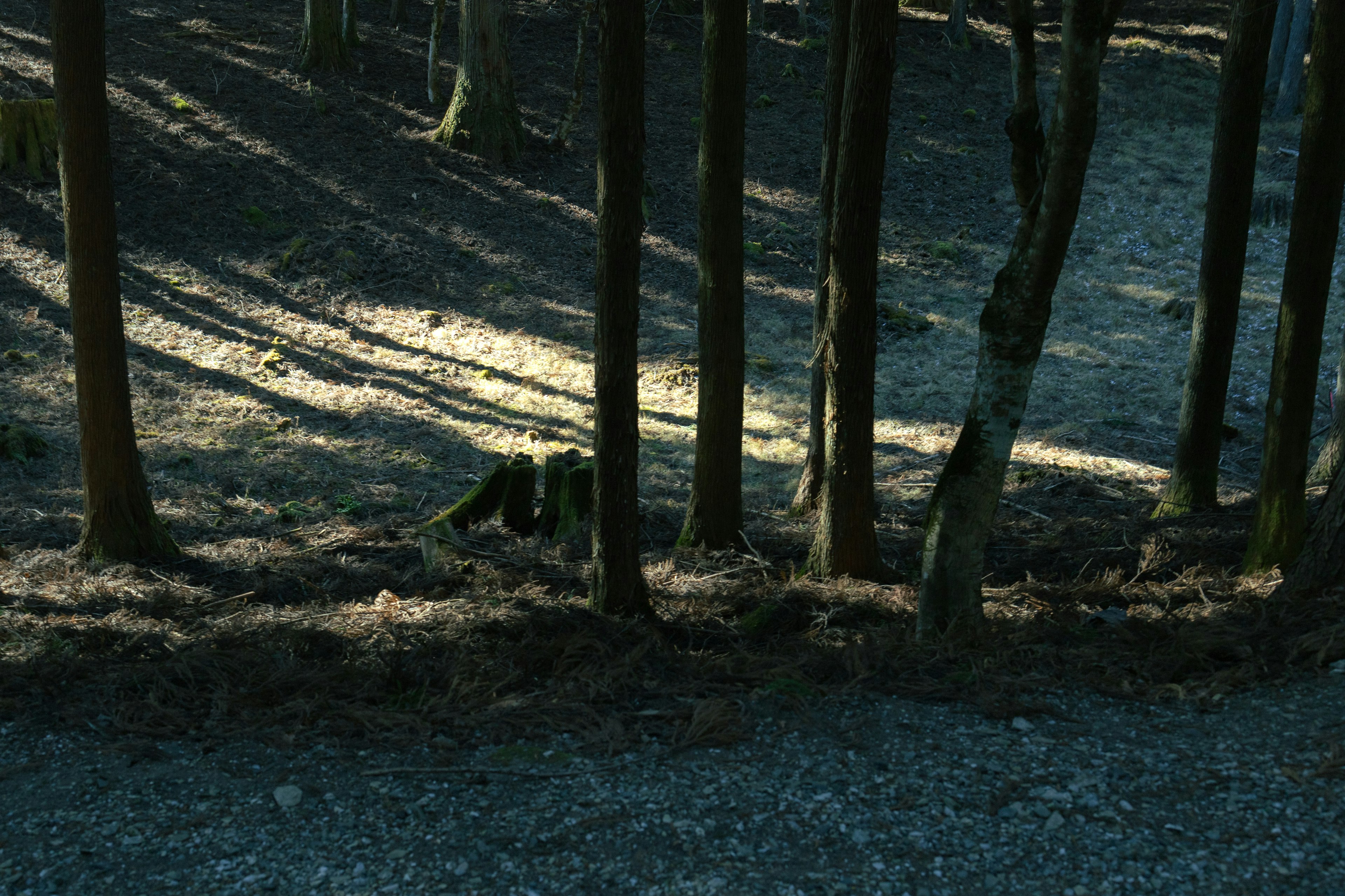 Contrast of shadows and light among trees in a dark forest