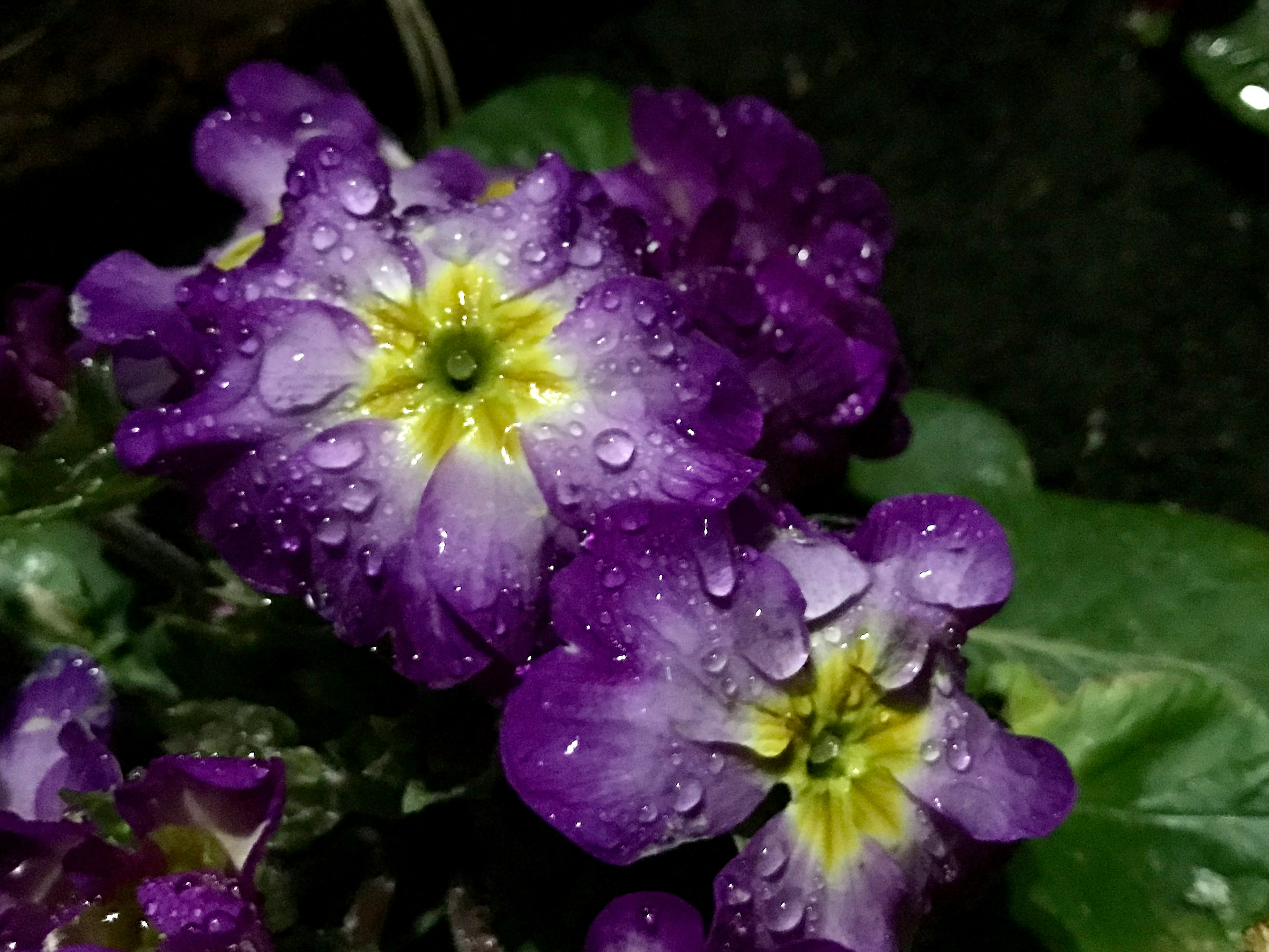 紫色の花びらに水滴がついた花