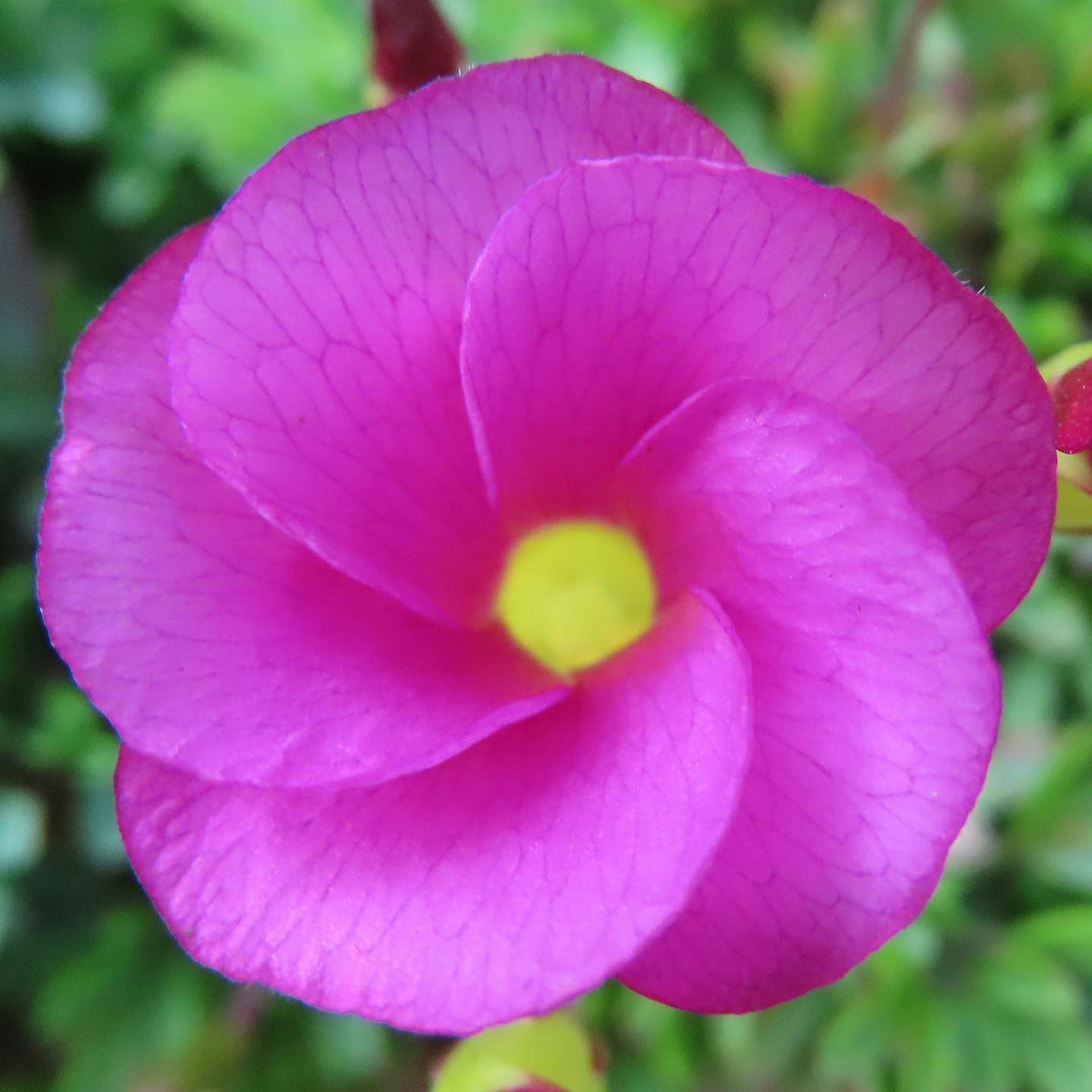 Fiore rosa vivace con un centro giallo