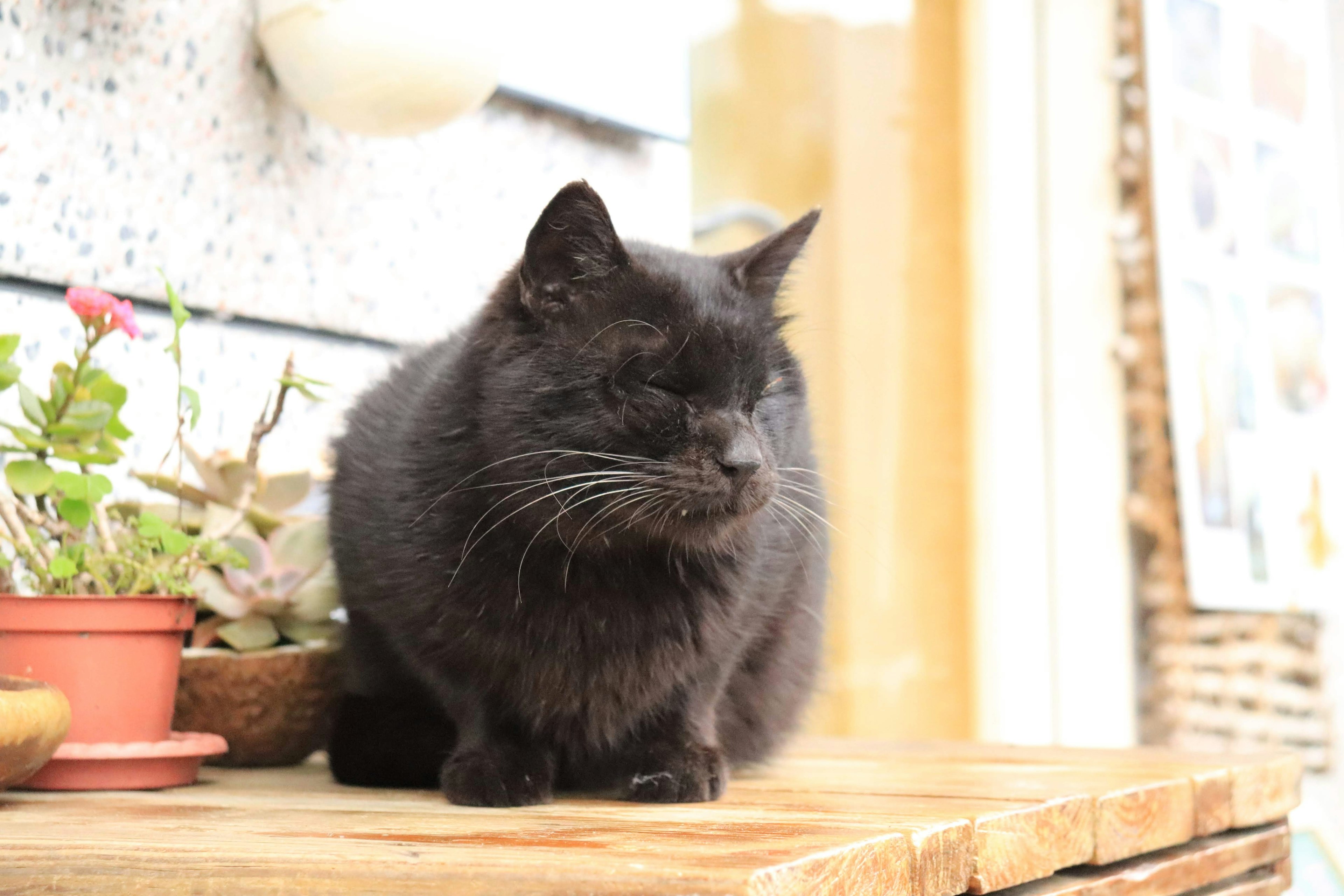 Kucing hitam duduk di atas meja kayu