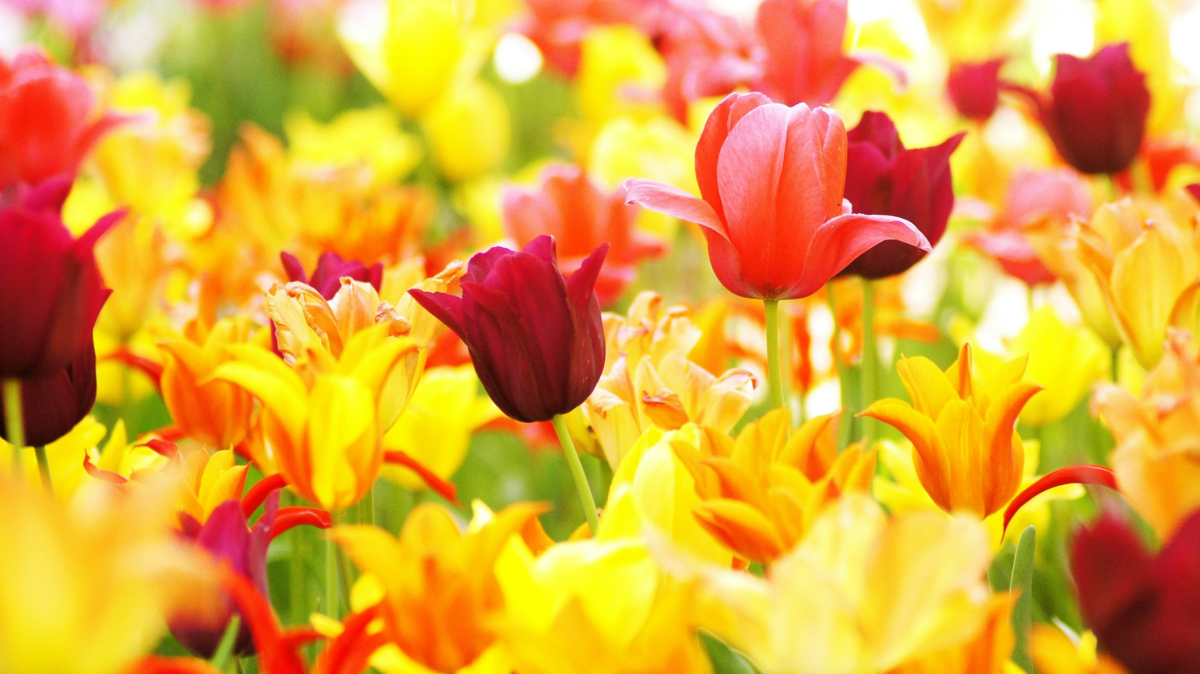 Close-up of a vibrant tulip field with various colors