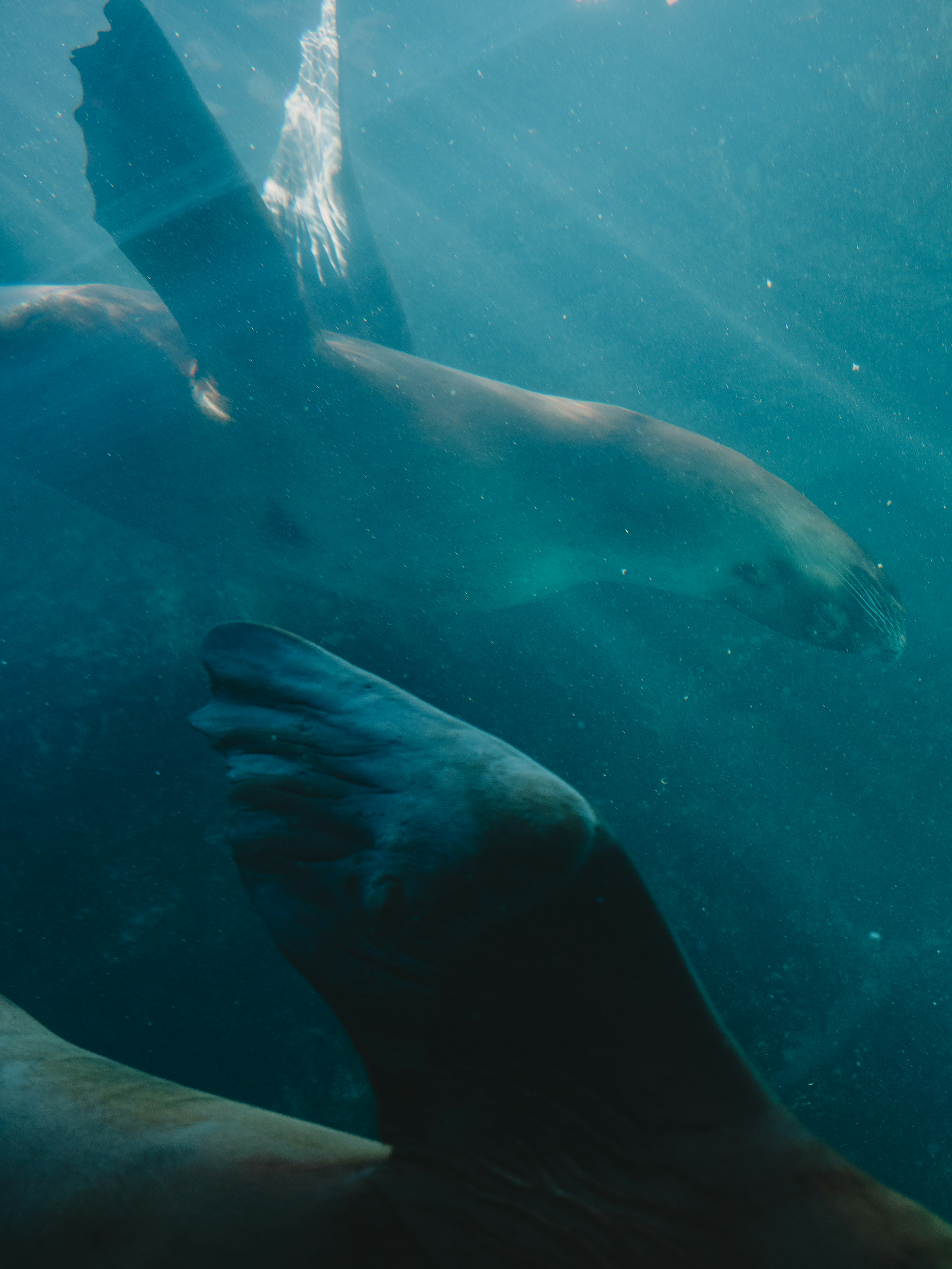 Image of a group of sea lions swimming underwater