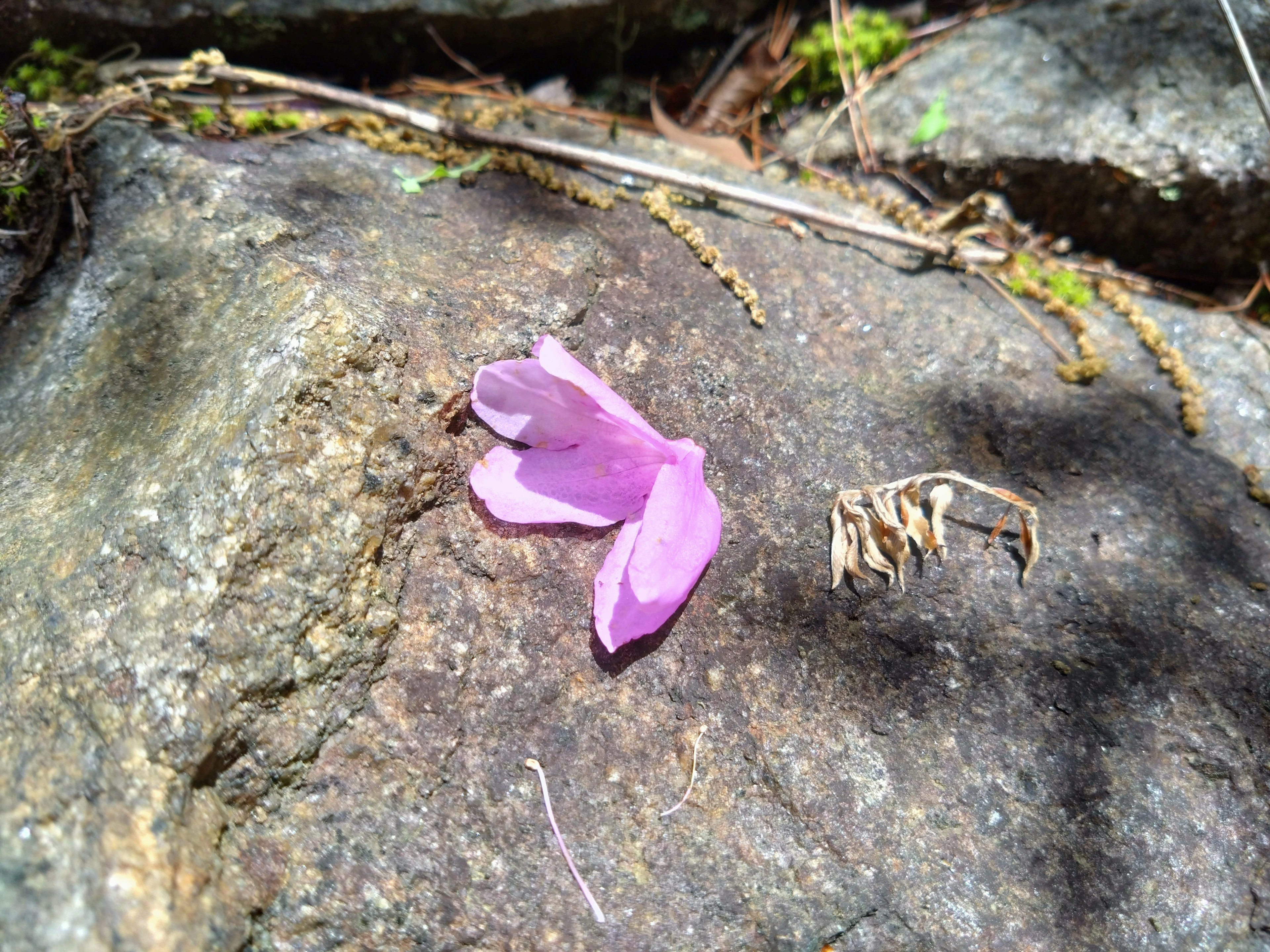 紫色花瓣 resting 在岩石上，旁邊有乾枯植物的莖