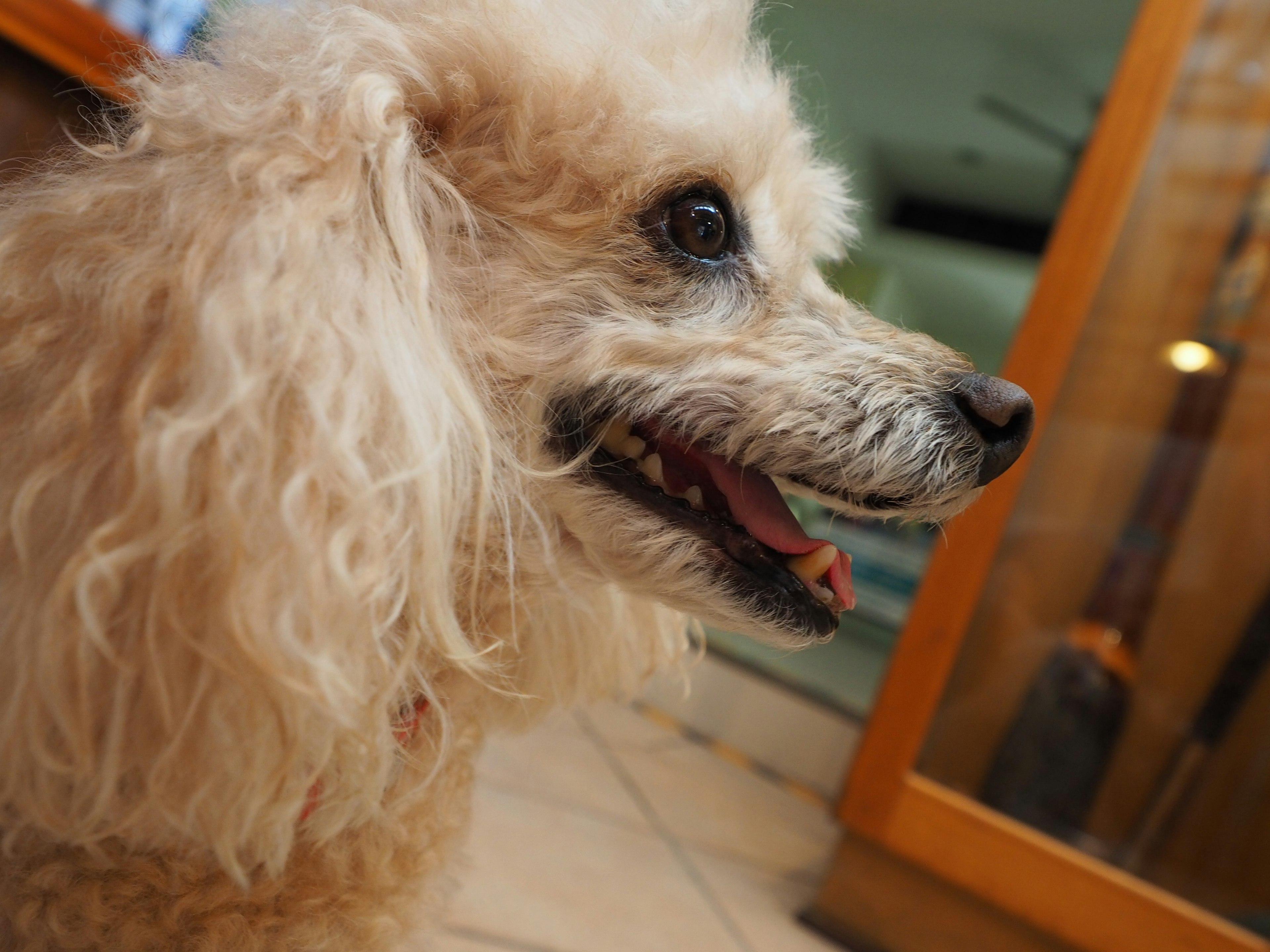 A close-up of a cute poodle's profile