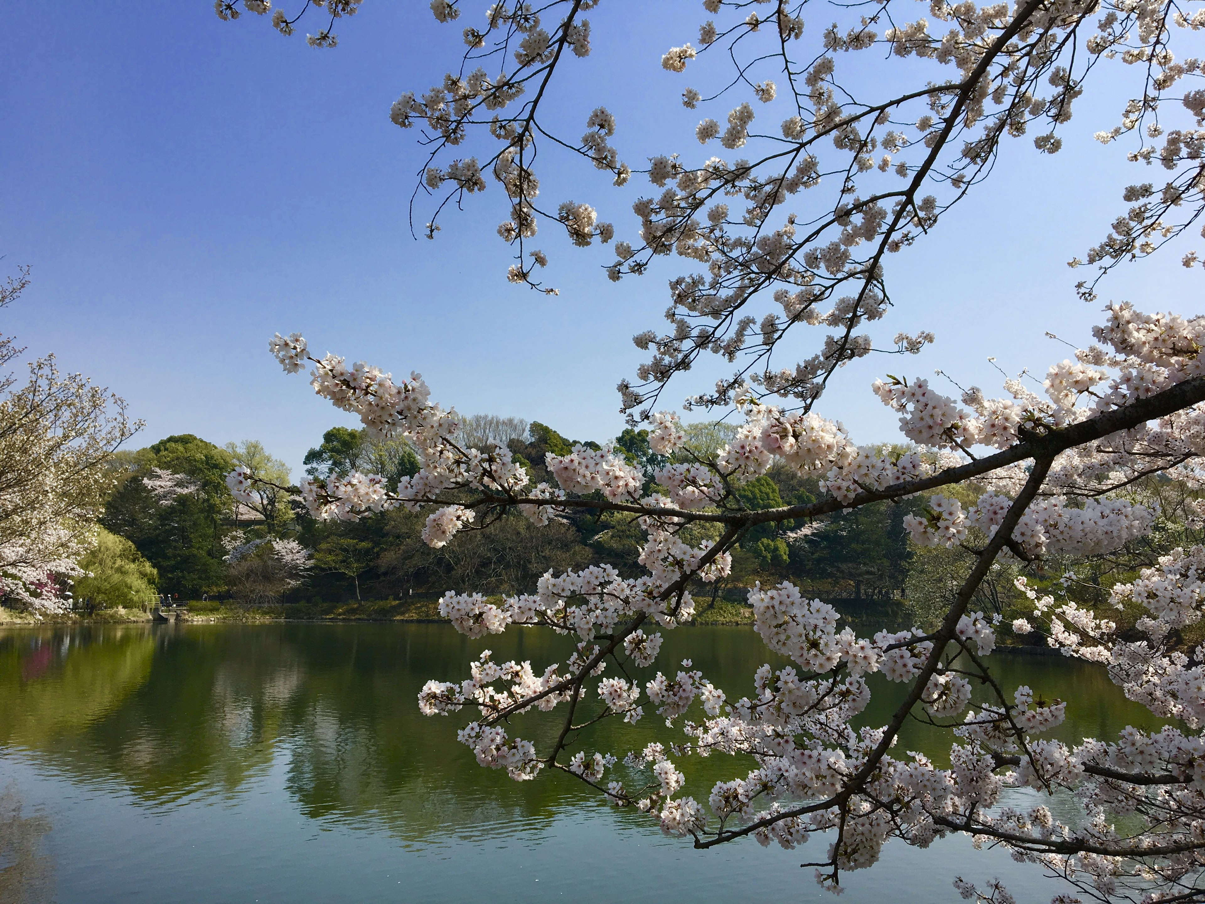 Bunga sakura mekar di tepi kolam yang tenang di bawah langit biru