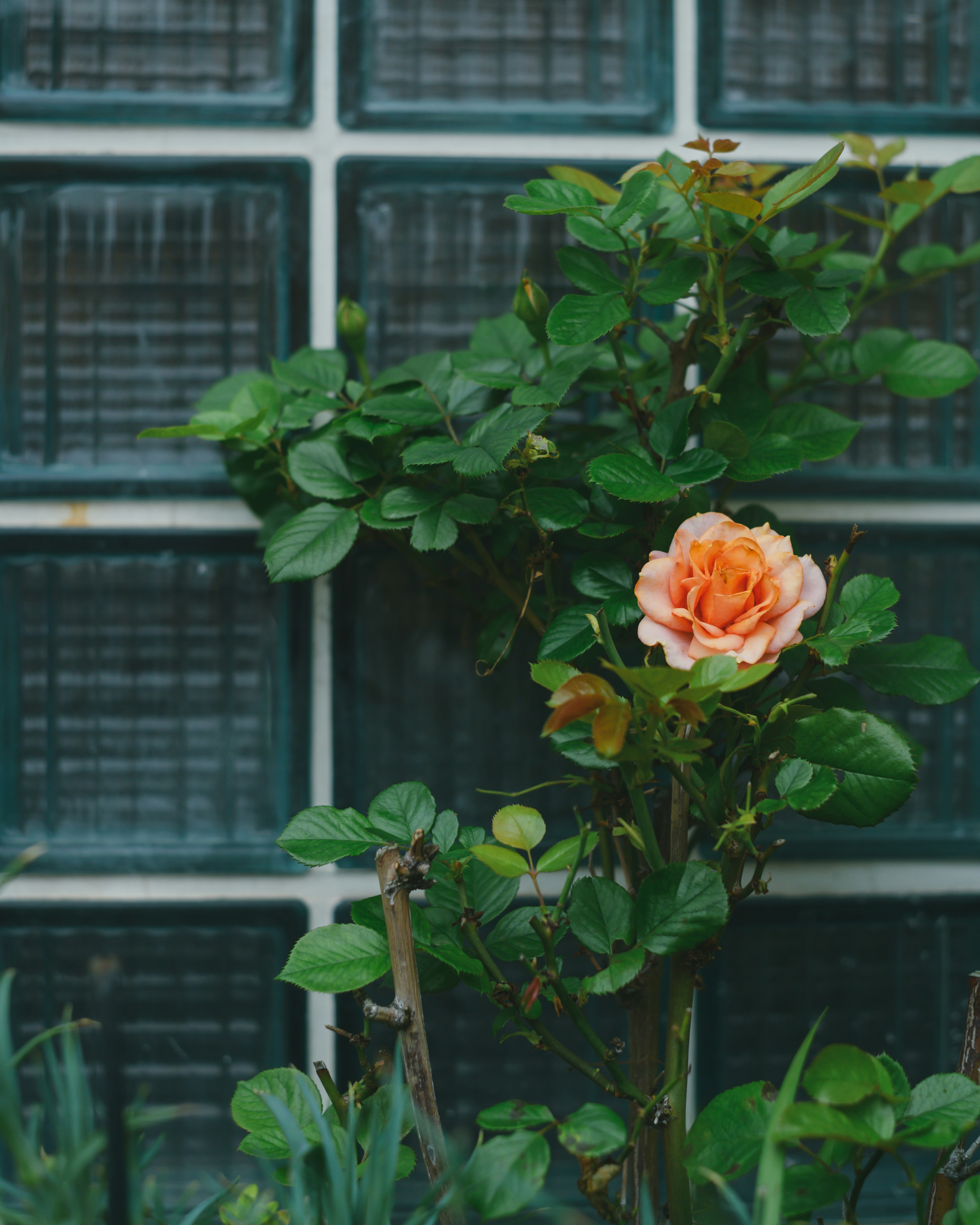 Orange rose blooming among green leaves with a glass block background