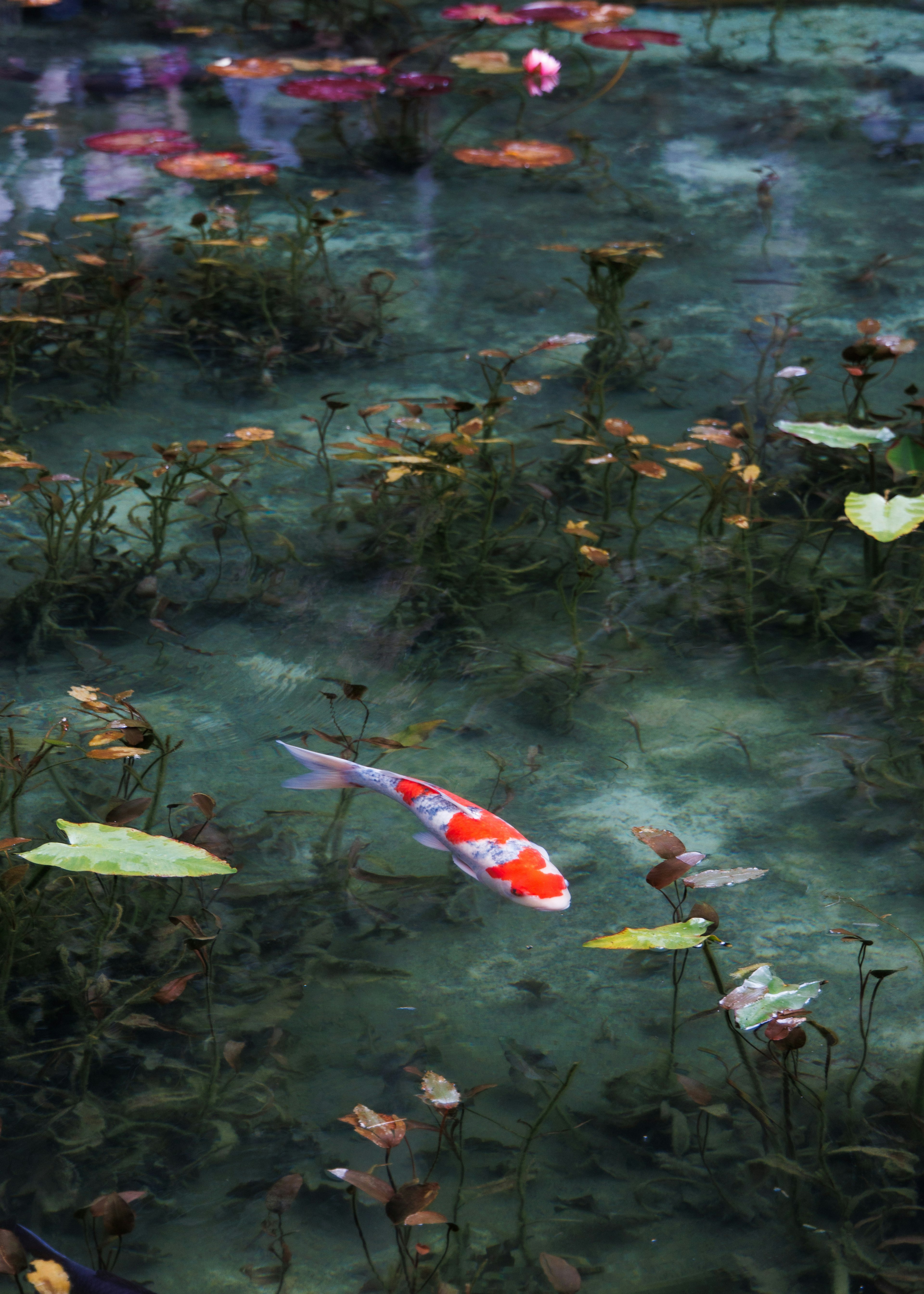 Ikan koi yang indah berenang di antara daun teratai dan tanaman air