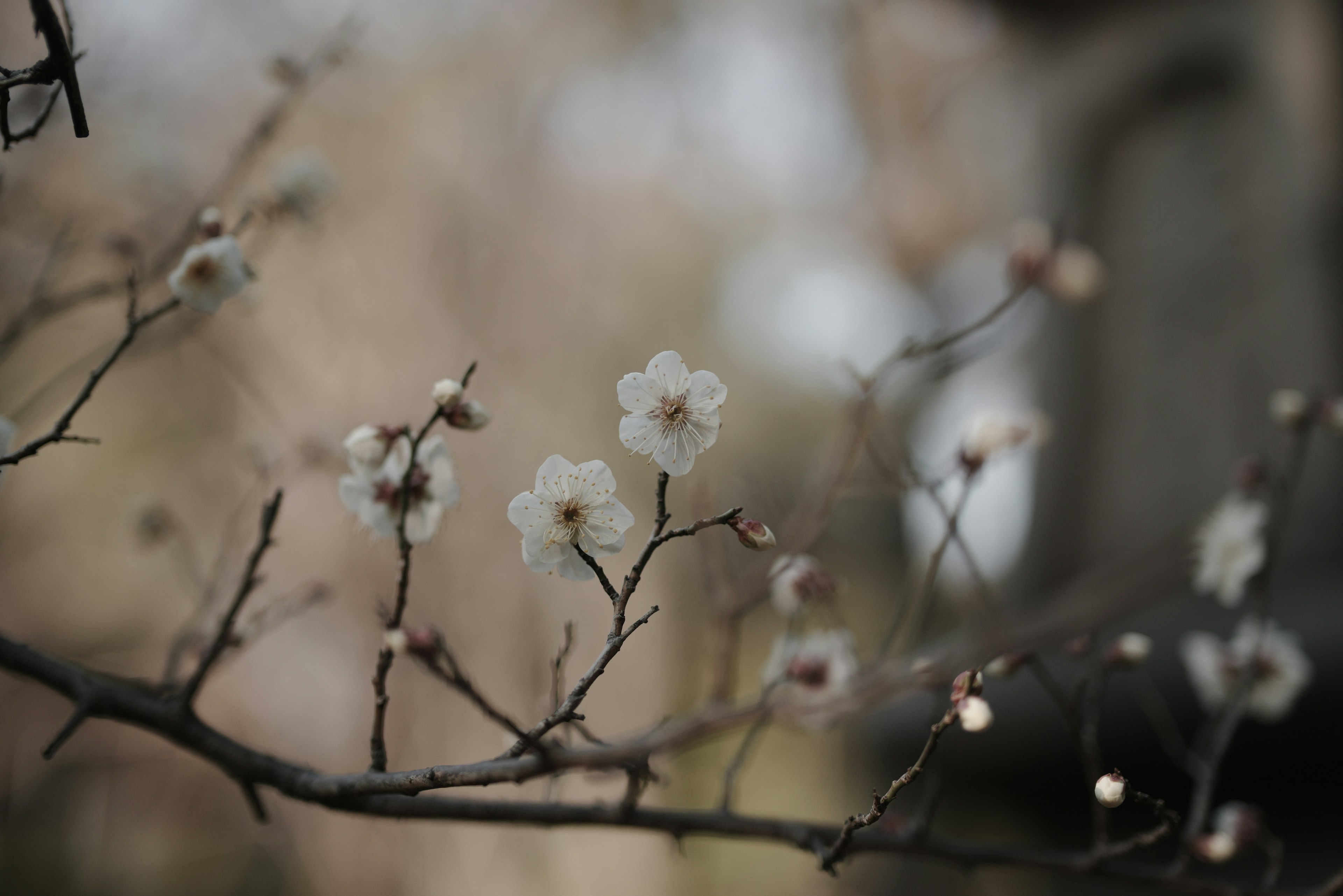 Foto di rami sottili con fiori bianchi in fiore