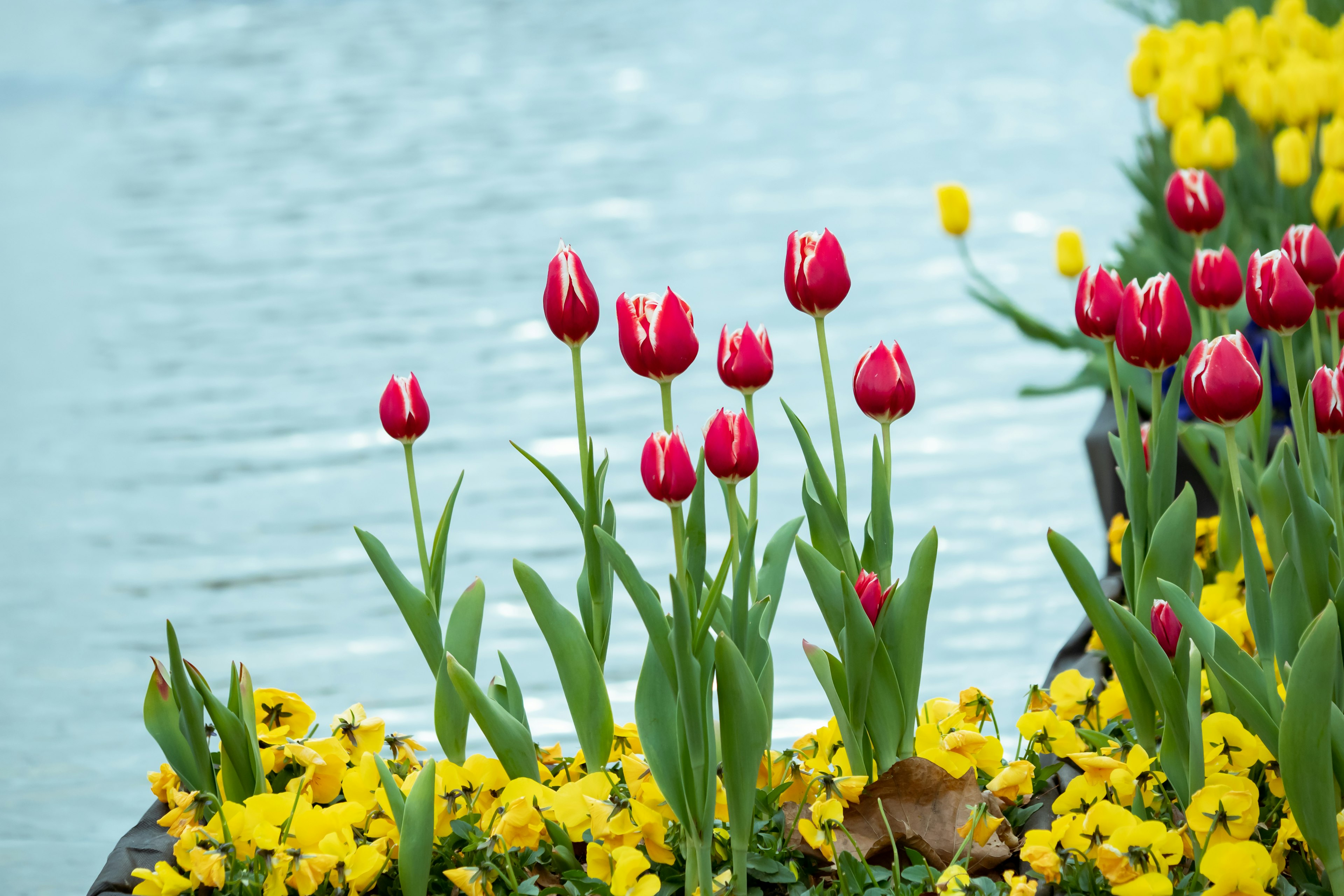 Tulipani rossi e fiori gialli che fioriscono vicino all'acqua