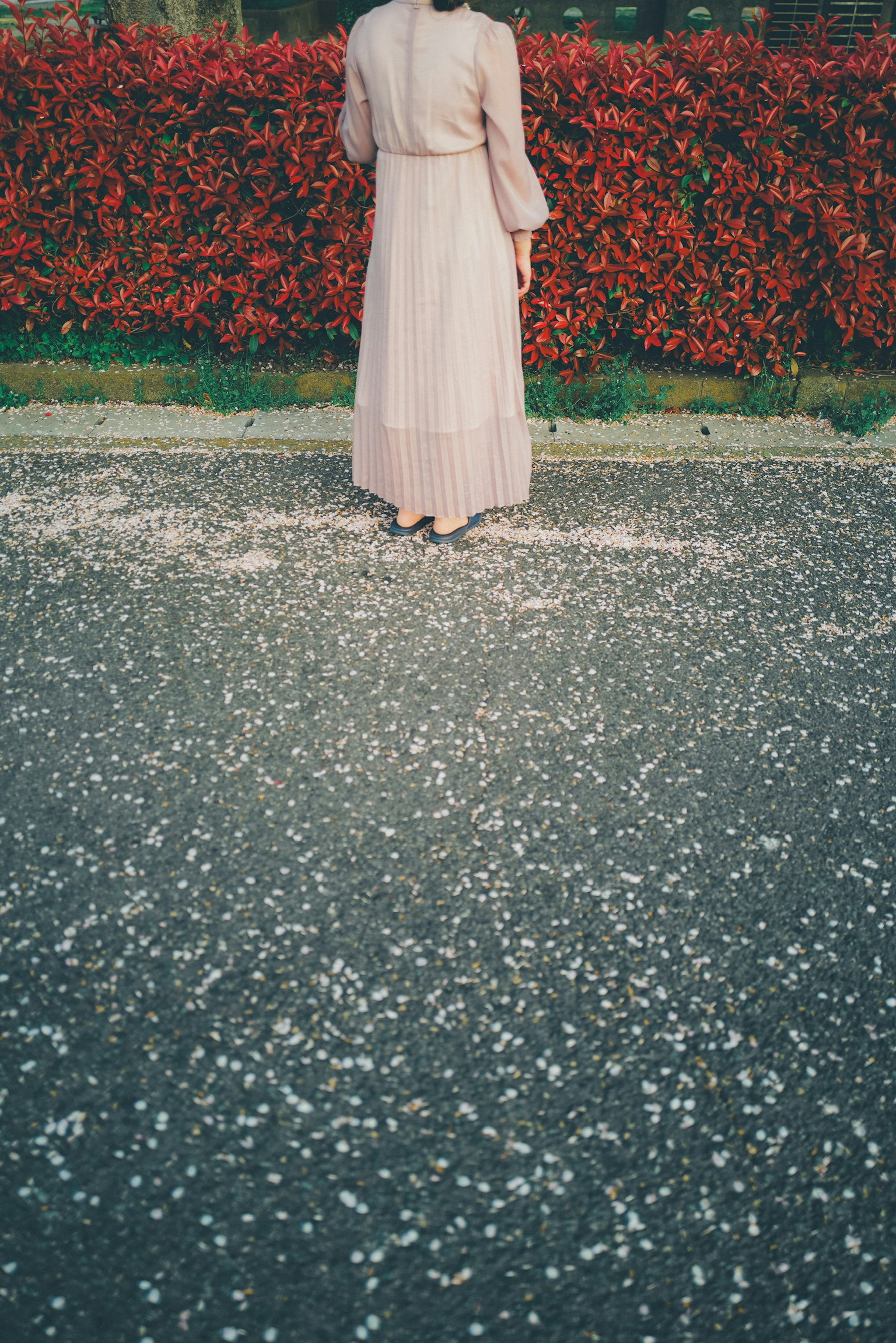 A woman in a pink dress stands on cherry blossom petals with a red hedge in the background