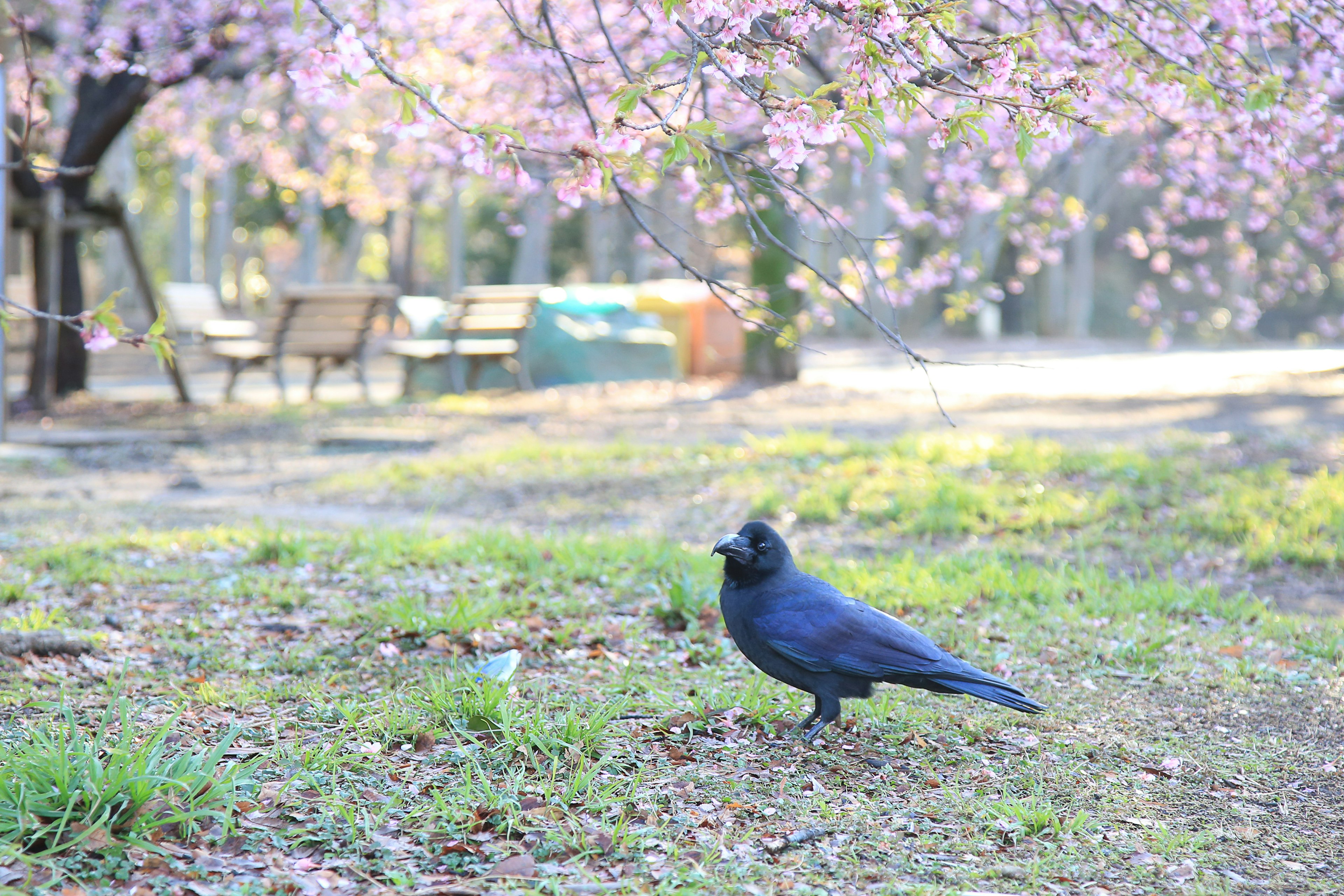 Un corvo nero in piedi sul terreno sotto un albero di ciliegio in fiore