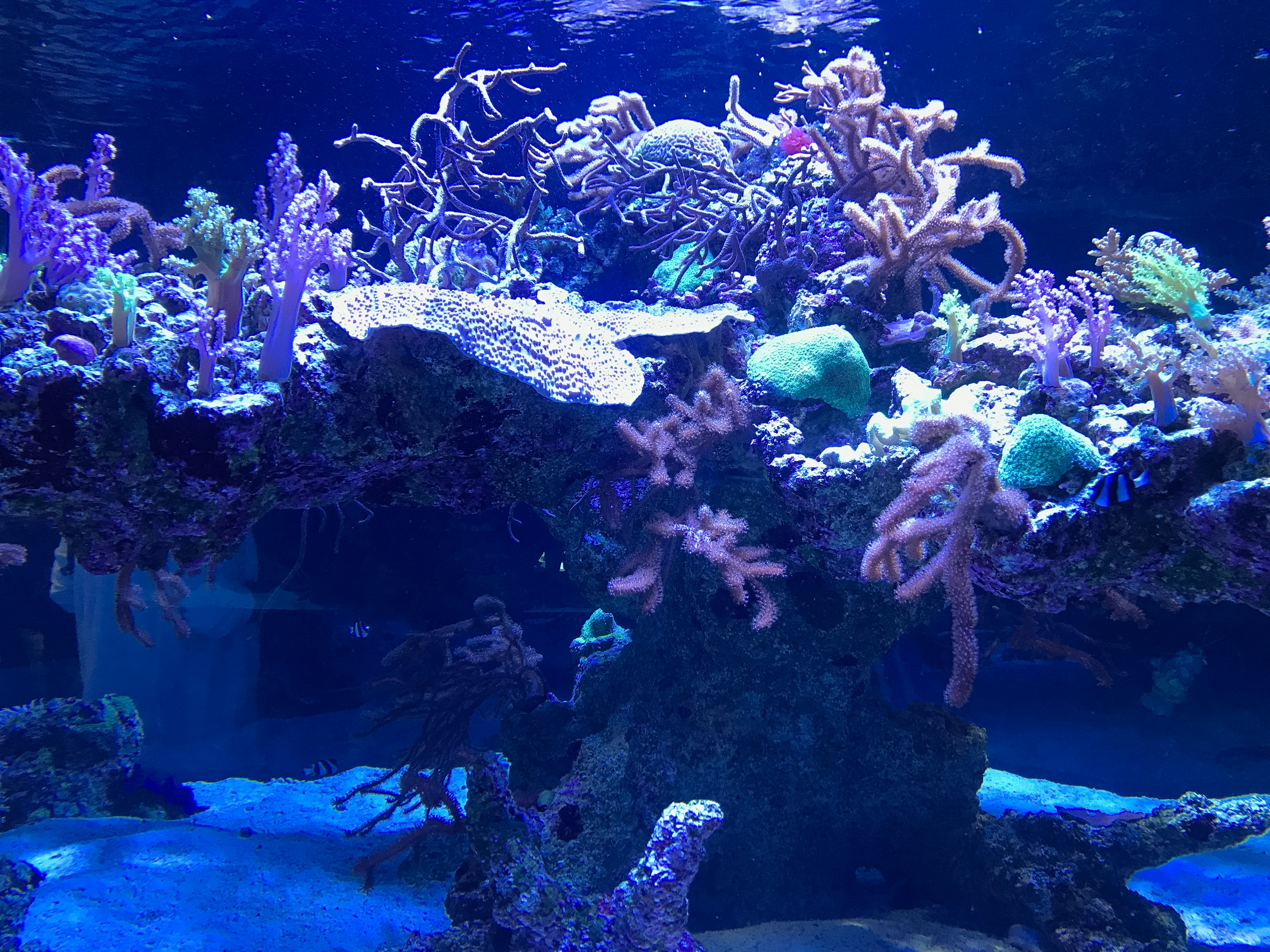 Rif di corallo vibrante con vari coralli e vita marina in acqua blu