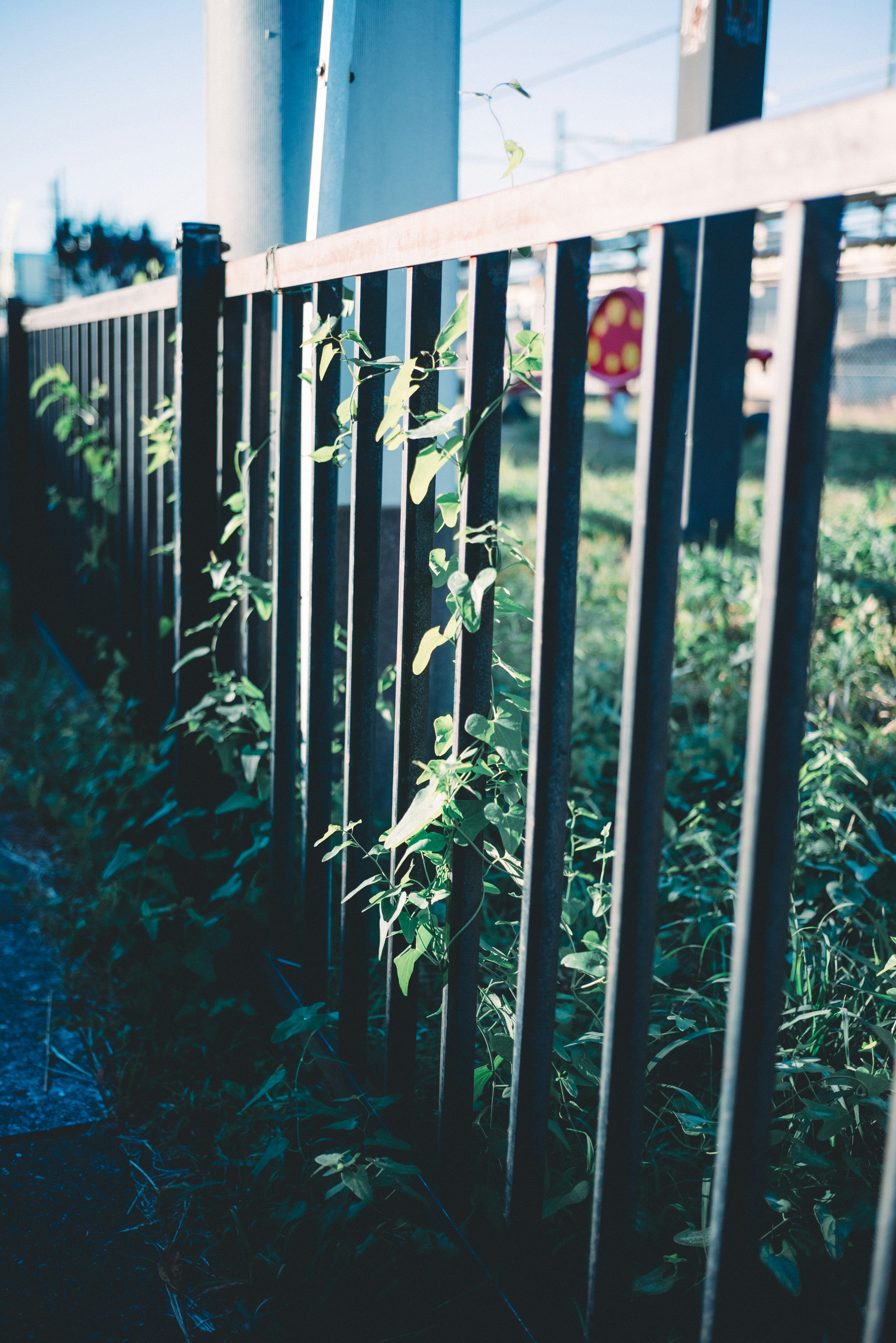 Green plants climbing a black fence under a blue sky