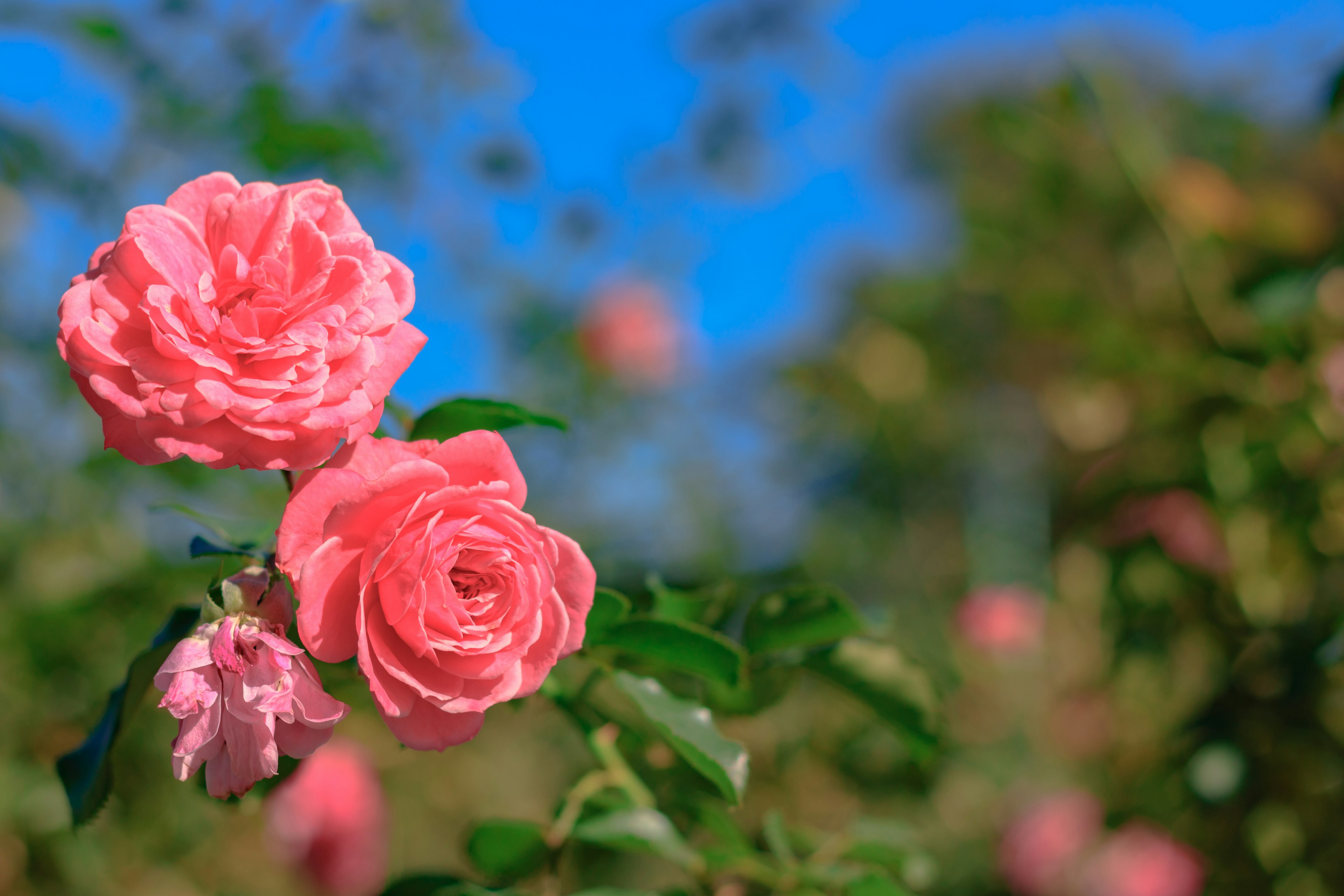 Roses roses vibrantes fleurissant avec des feuilles vertes sous un ciel bleu