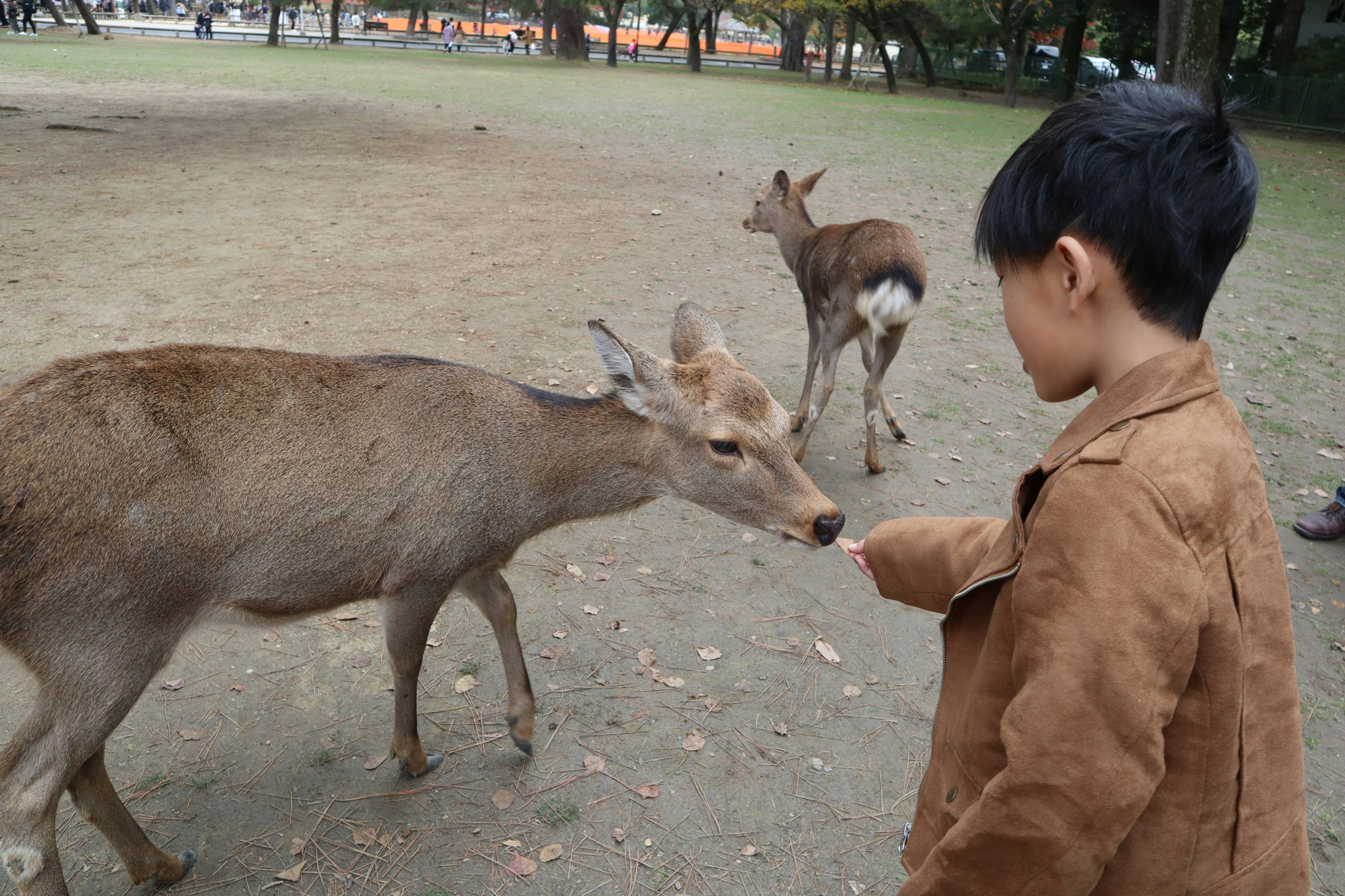 孩子在公園裡餵一隻鹿