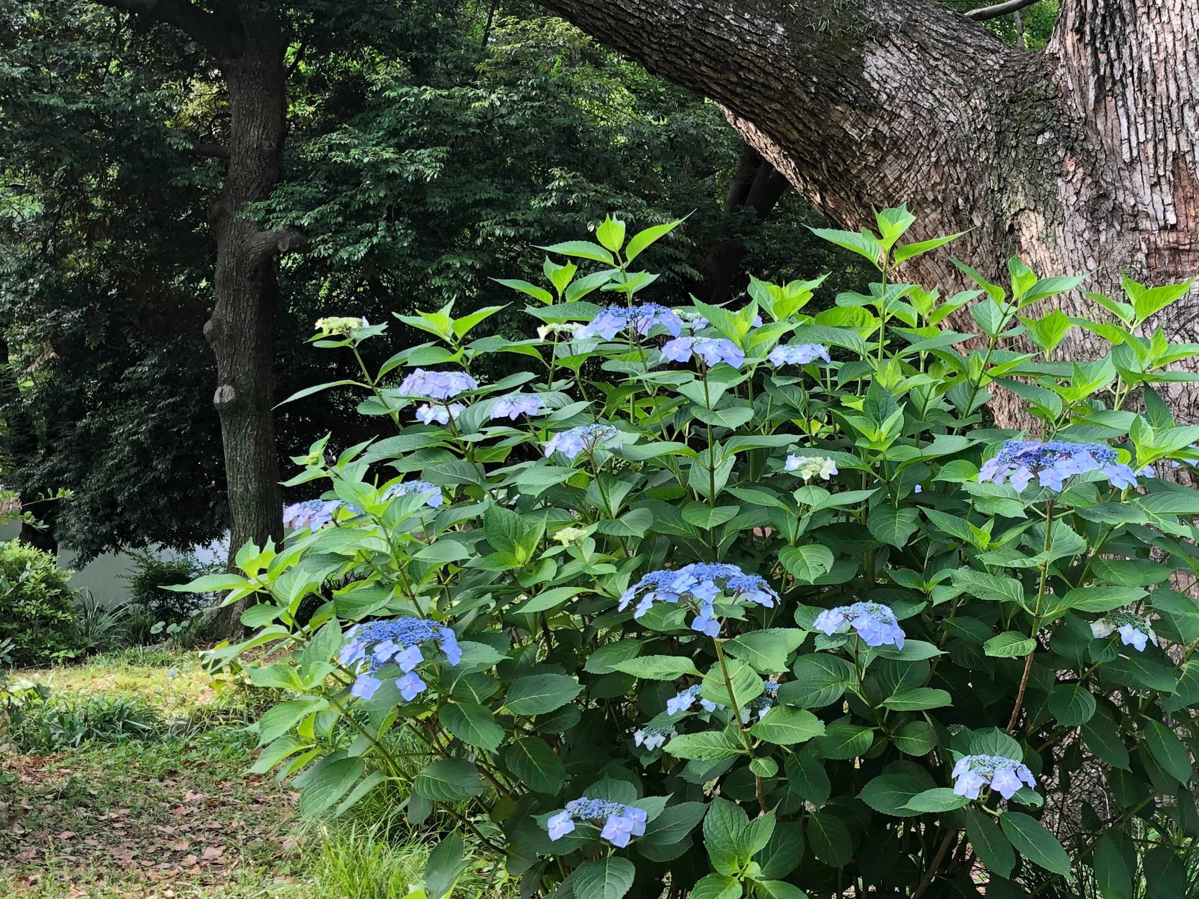 Hortensienpflanze mit blauen Blüten, die neben einem großen Baum blüht