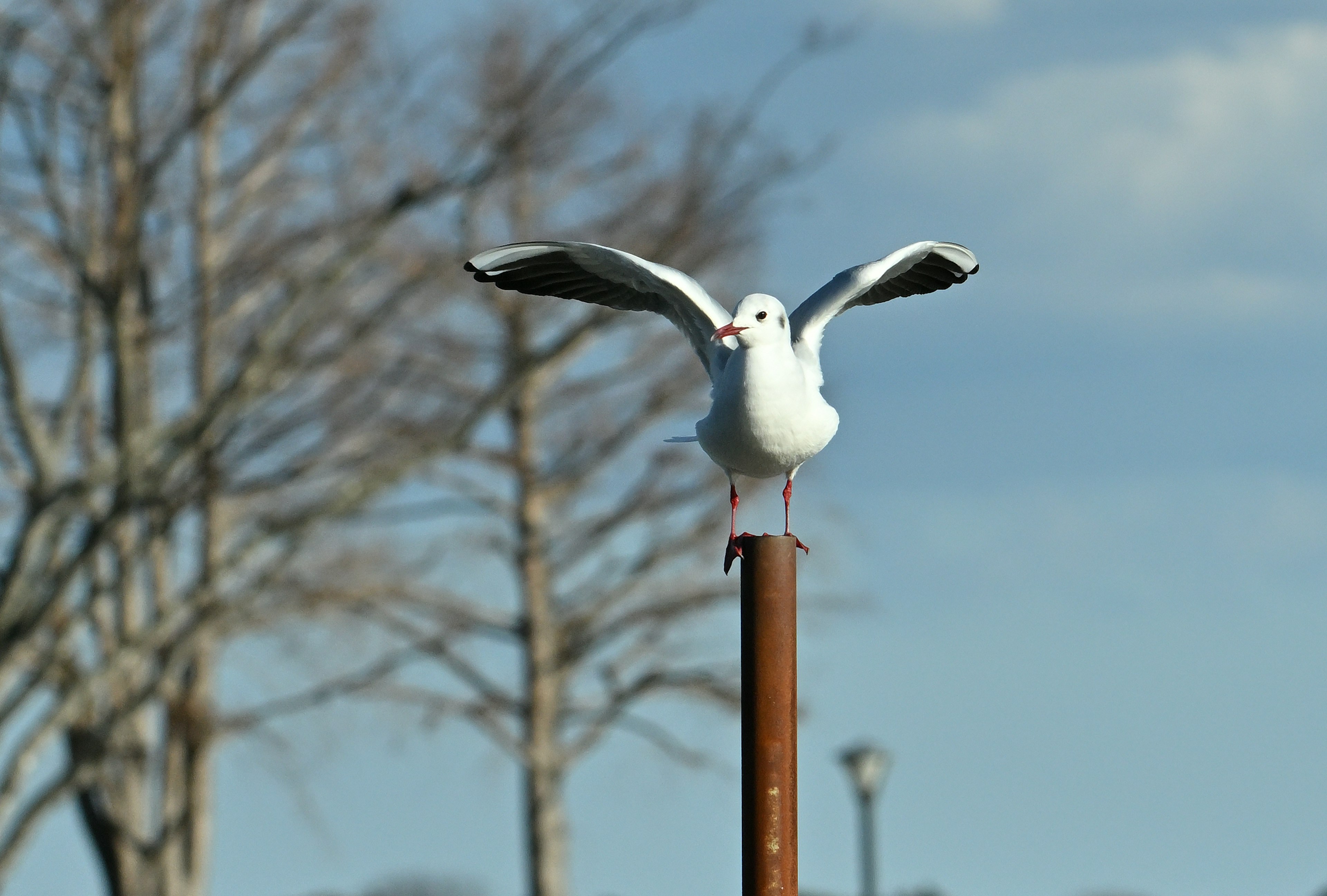 Eine weiße Möwe steht auf einem Pfosten mit ausgebreiteten Flügeln