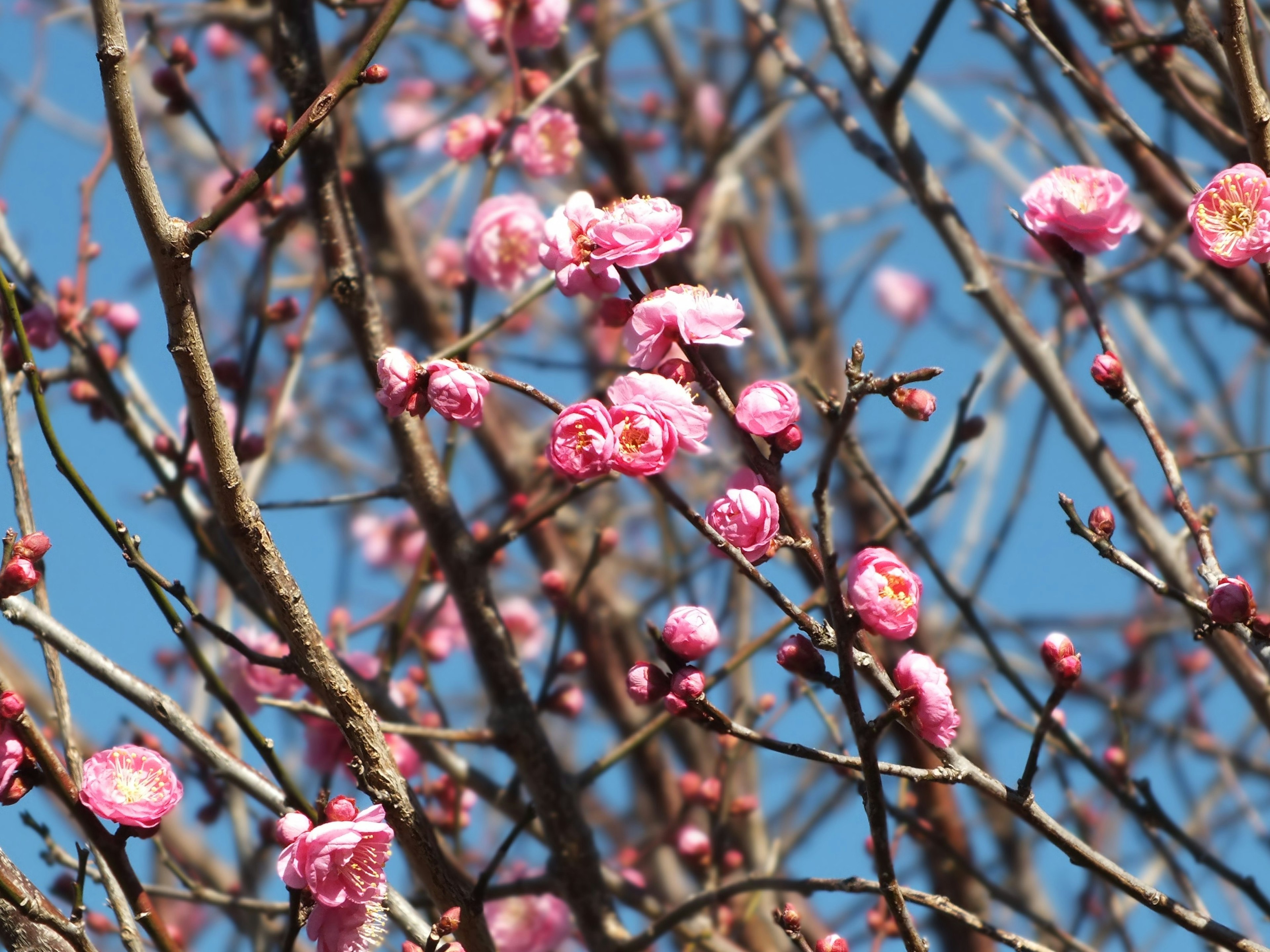 Pink plum blossoms on thin branches against a blue sky