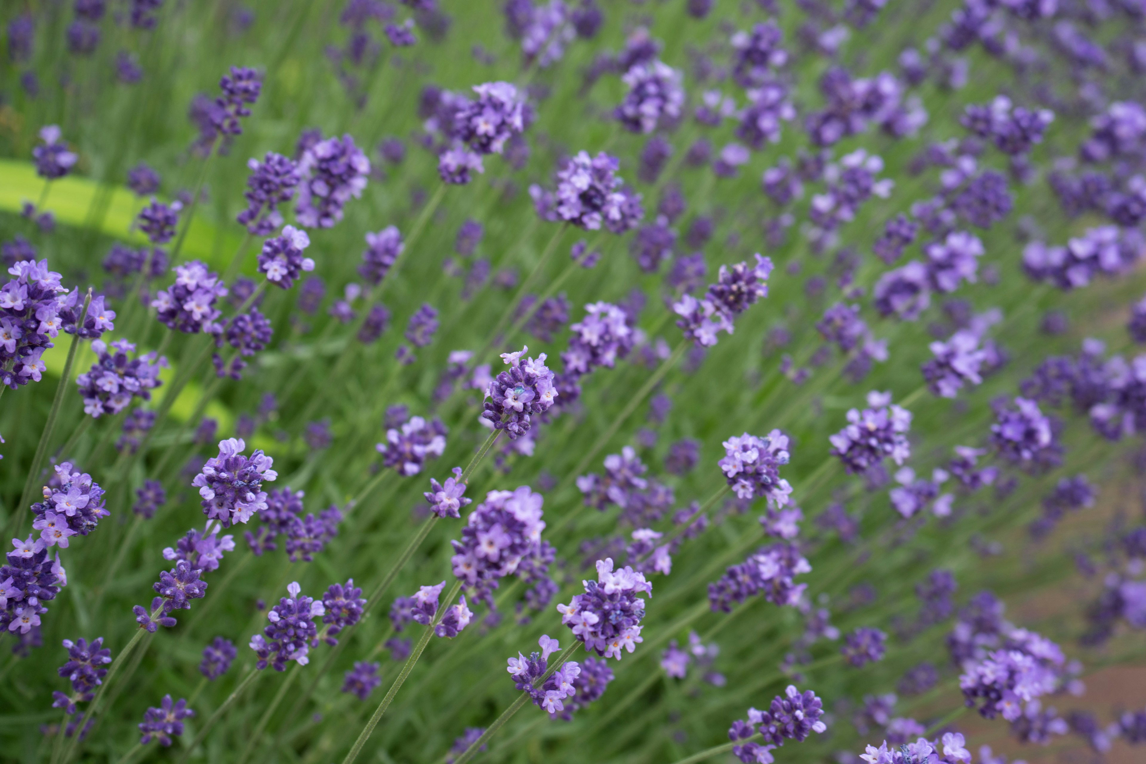 Ladang bunga lavender ungu yang sedang mekar