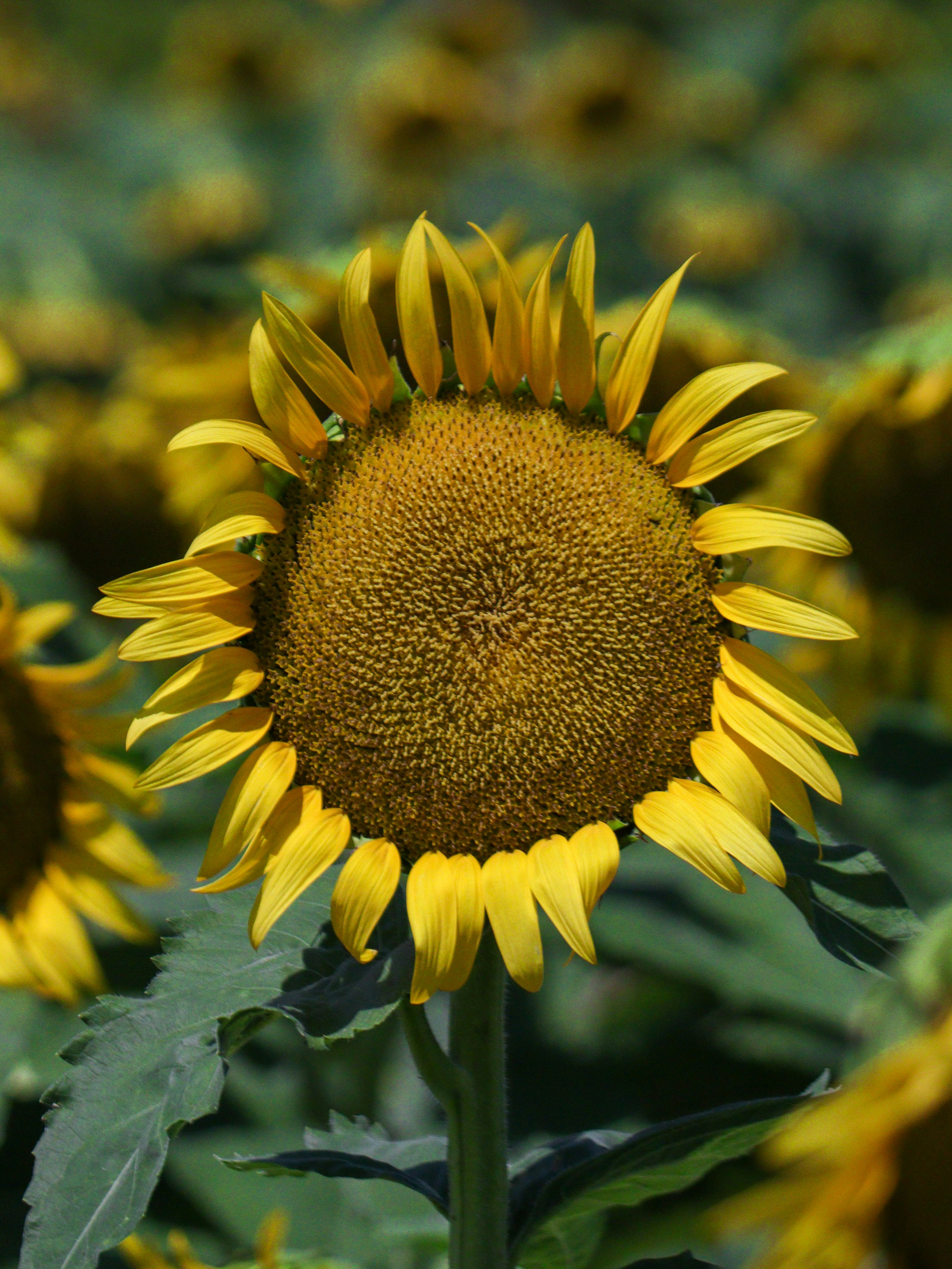 Primer plano de un girasol en un campo