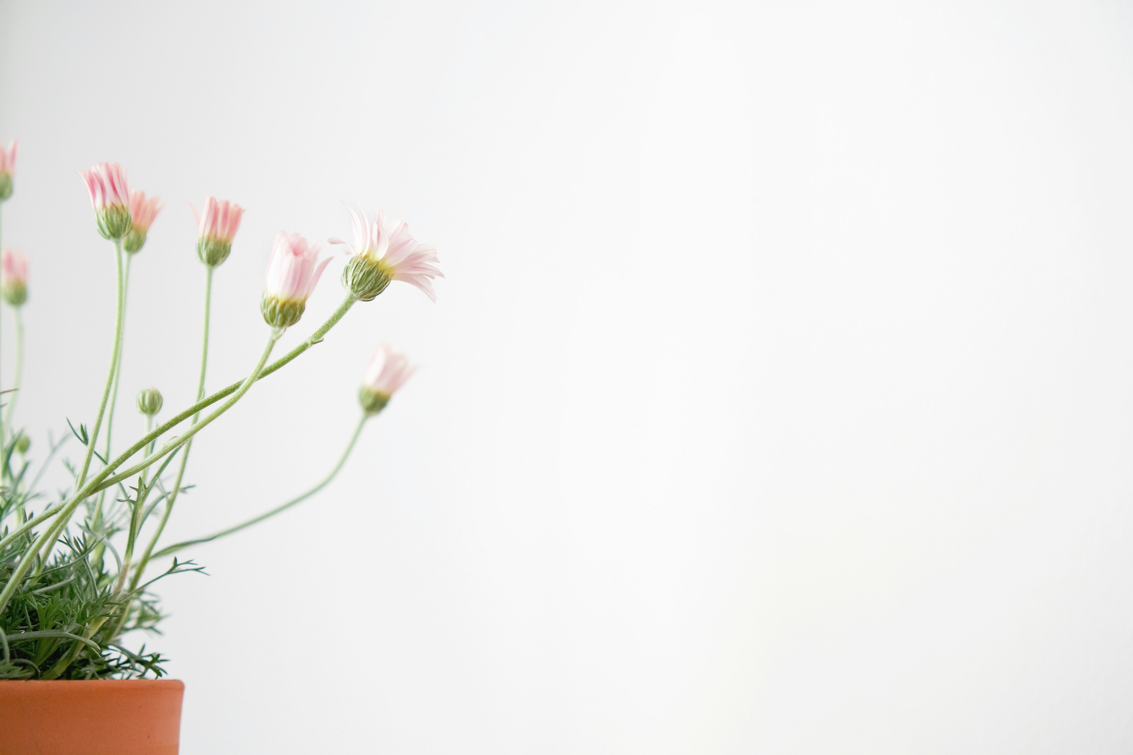 Una pianta in vaso con fiori rosa inclinata verso un muro bianco