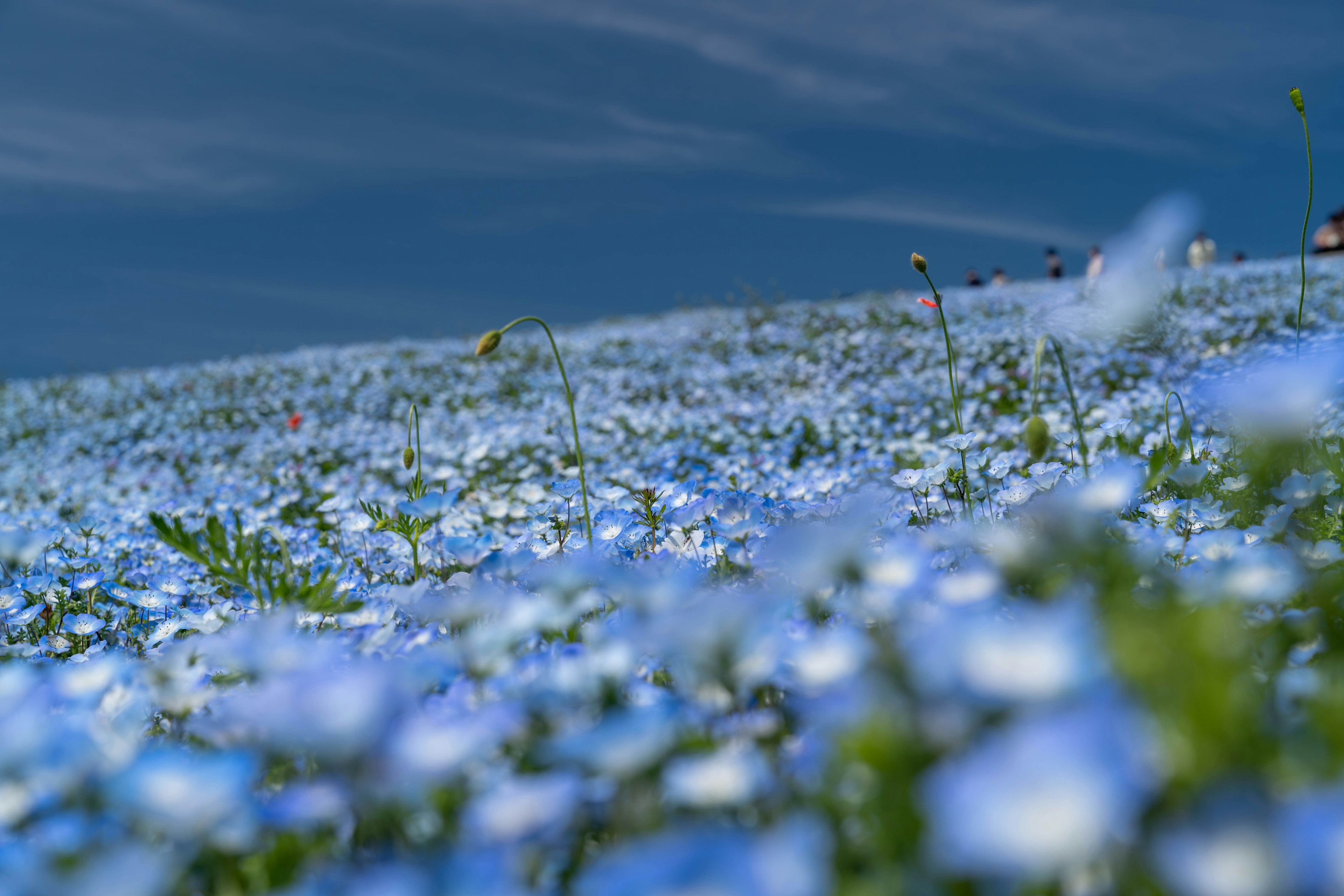 Feld von blauen Blumen unter einem klaren Himmel