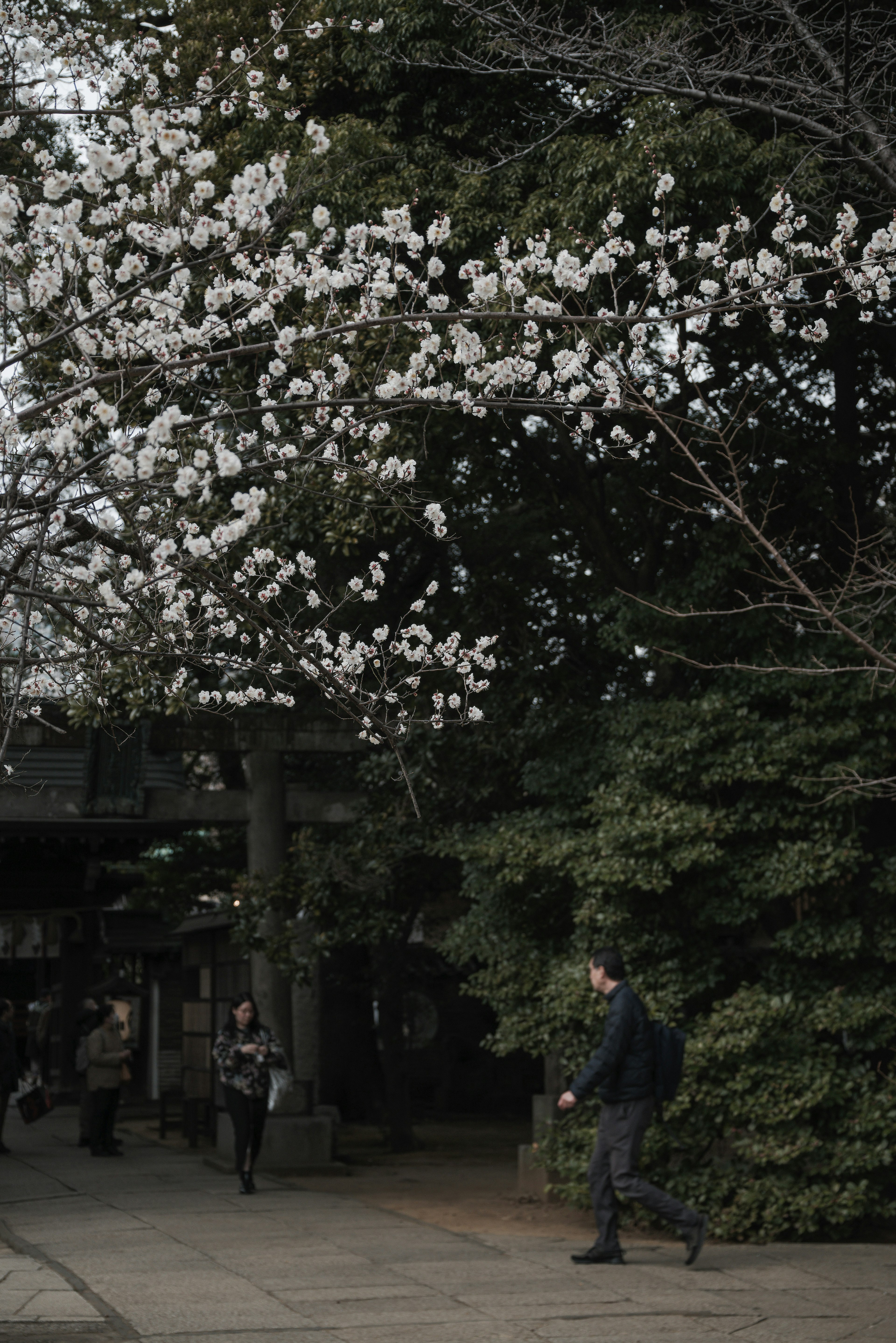 Scène de personnes marchant sous un arbre avec des fleurs blanches