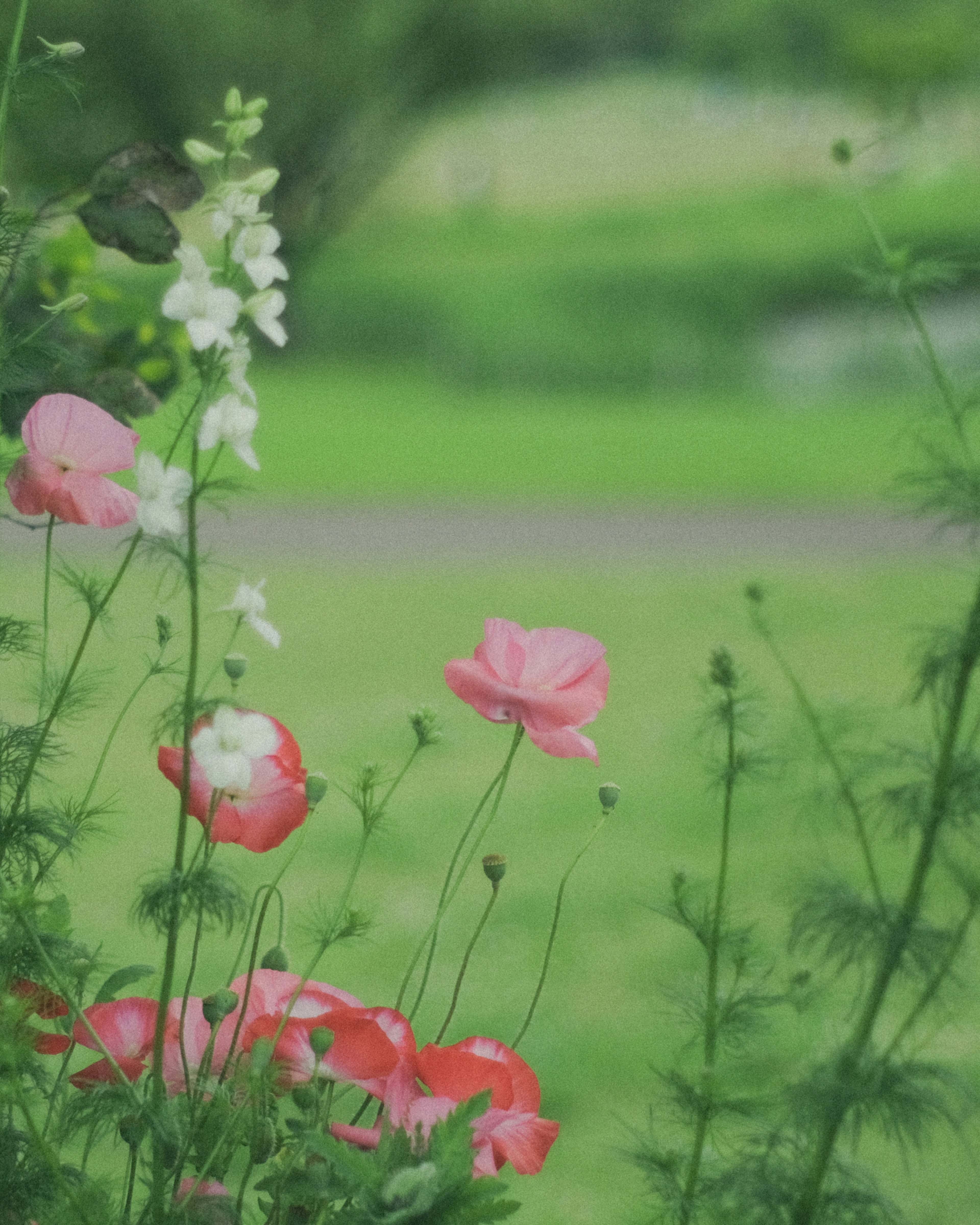 緑の背景にピンクと白の花が咲いている風景