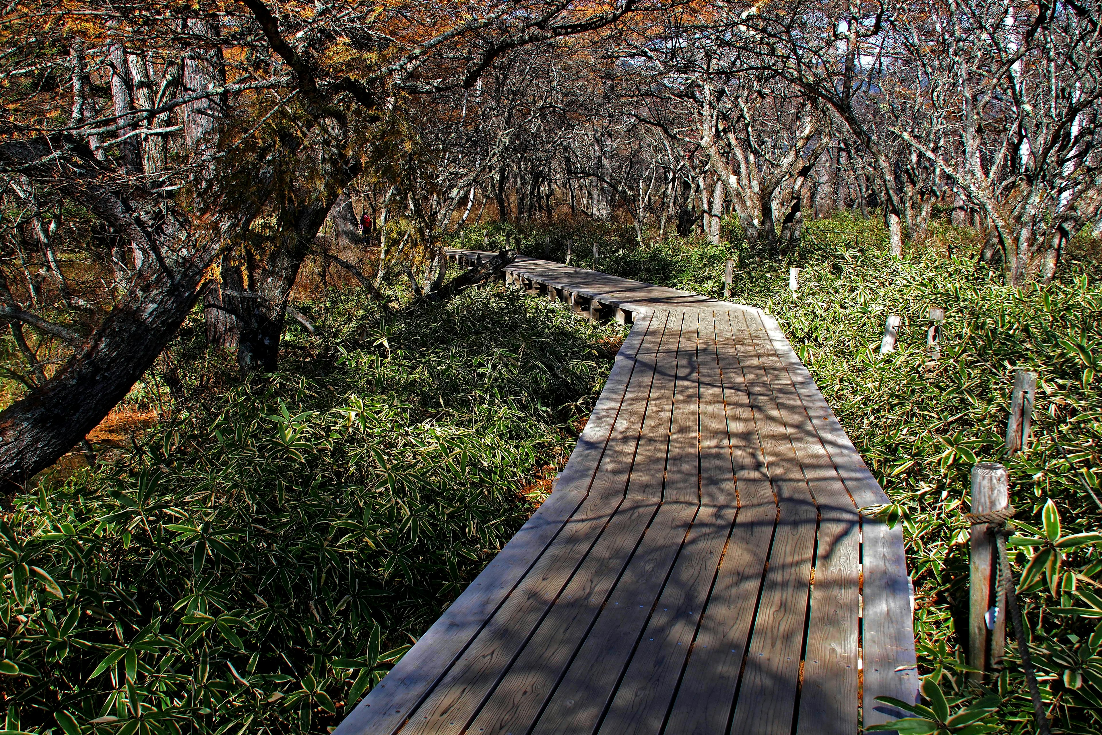 Chemin en bois entouré de végétation verte